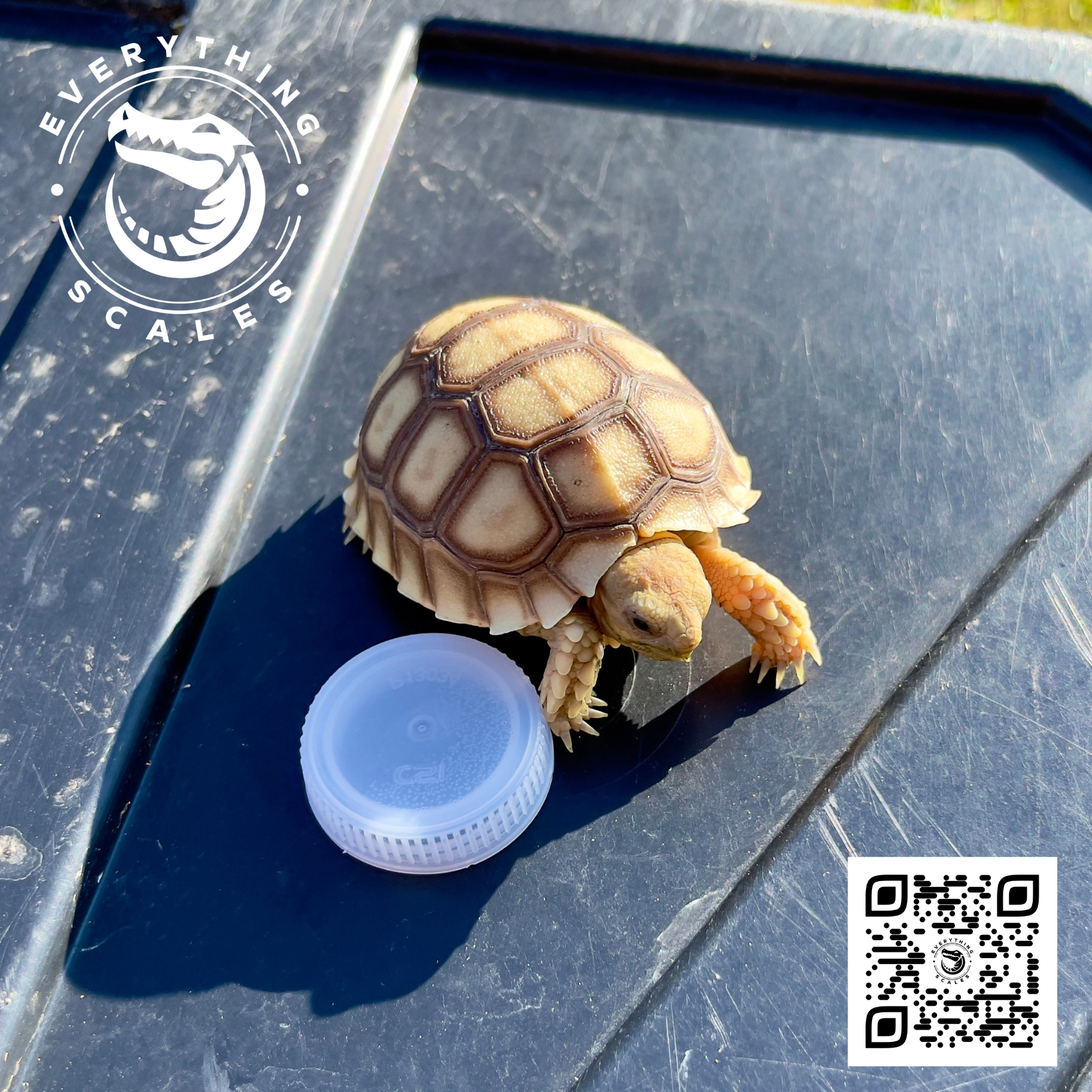 BABY SULCATA !.png