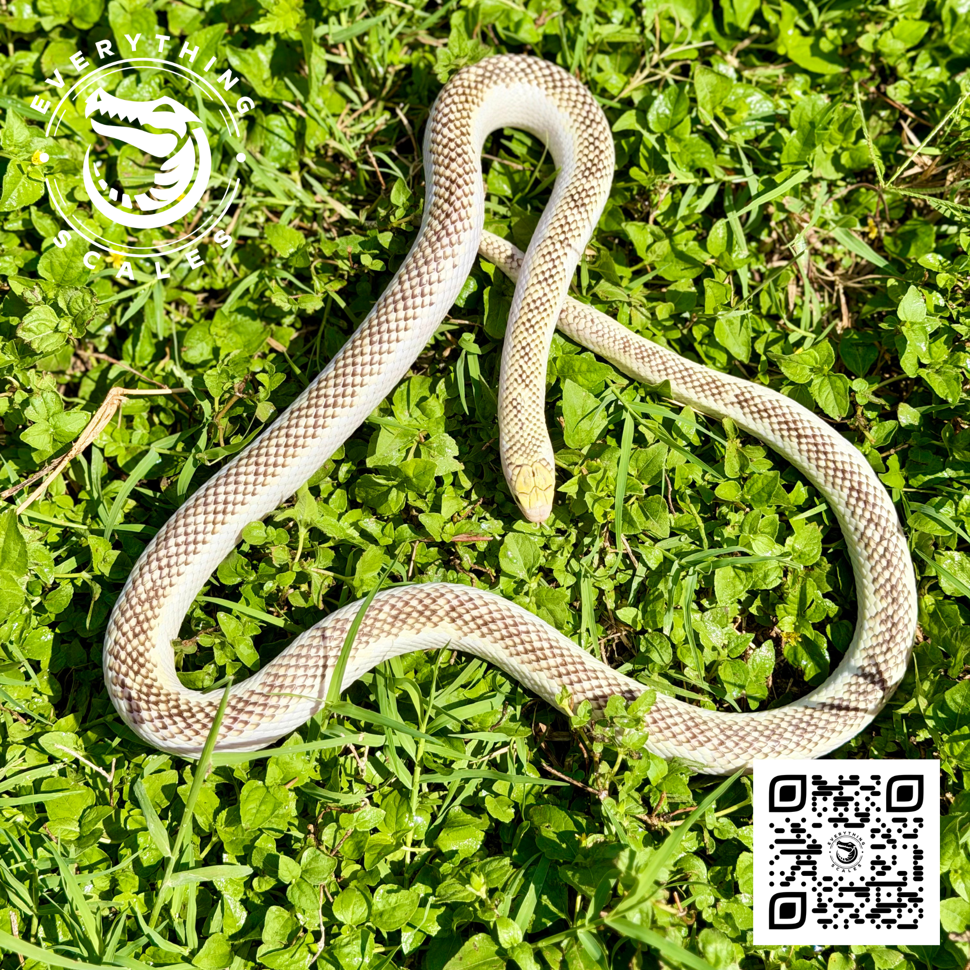 WHITE SIDED BROOKSI ADULT 5.png