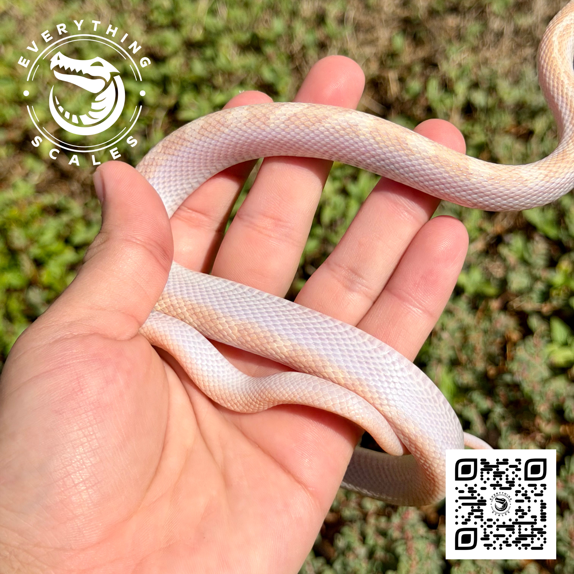 ALBINO LICORICE RAT 7.png