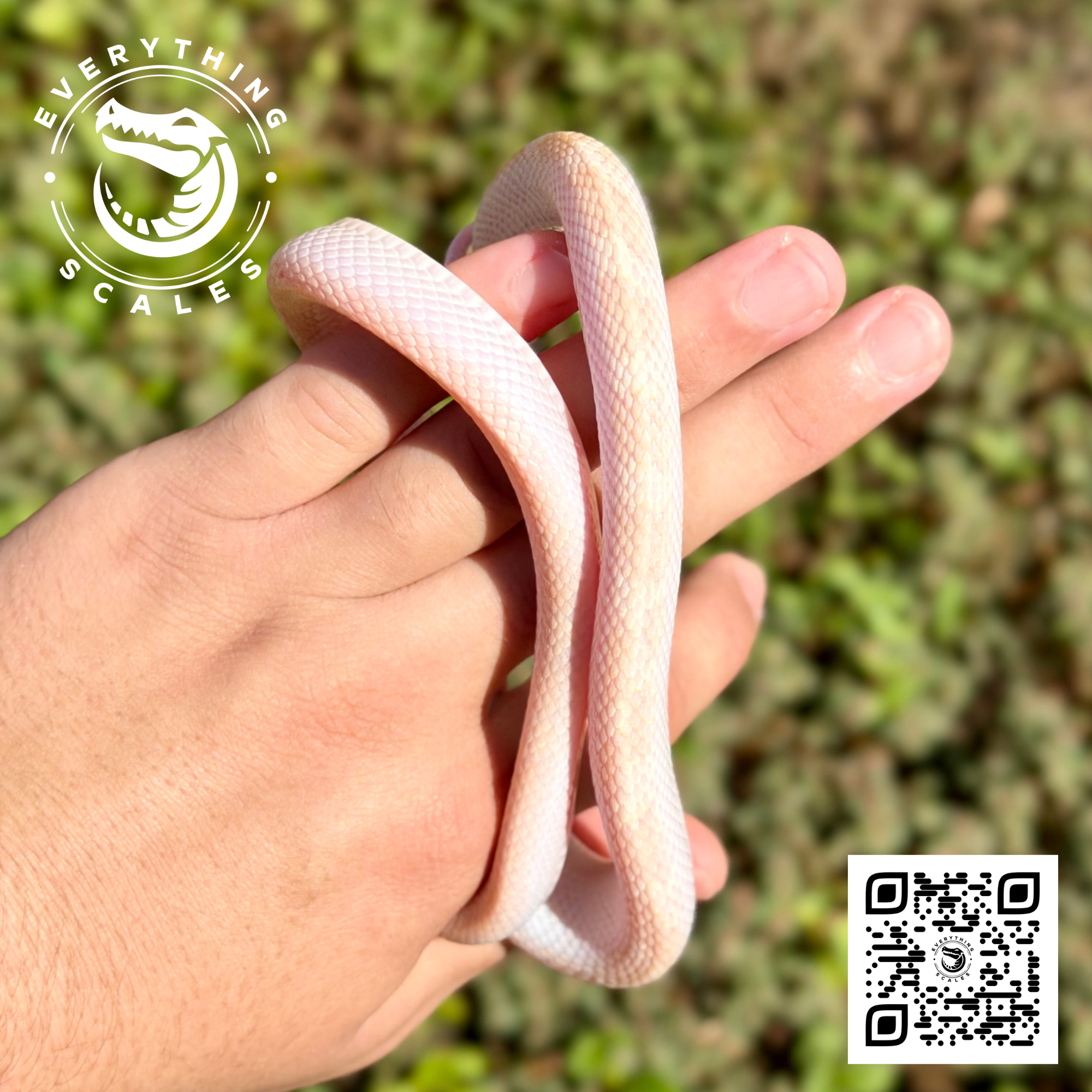 ALBINO LICORICE RAT.png