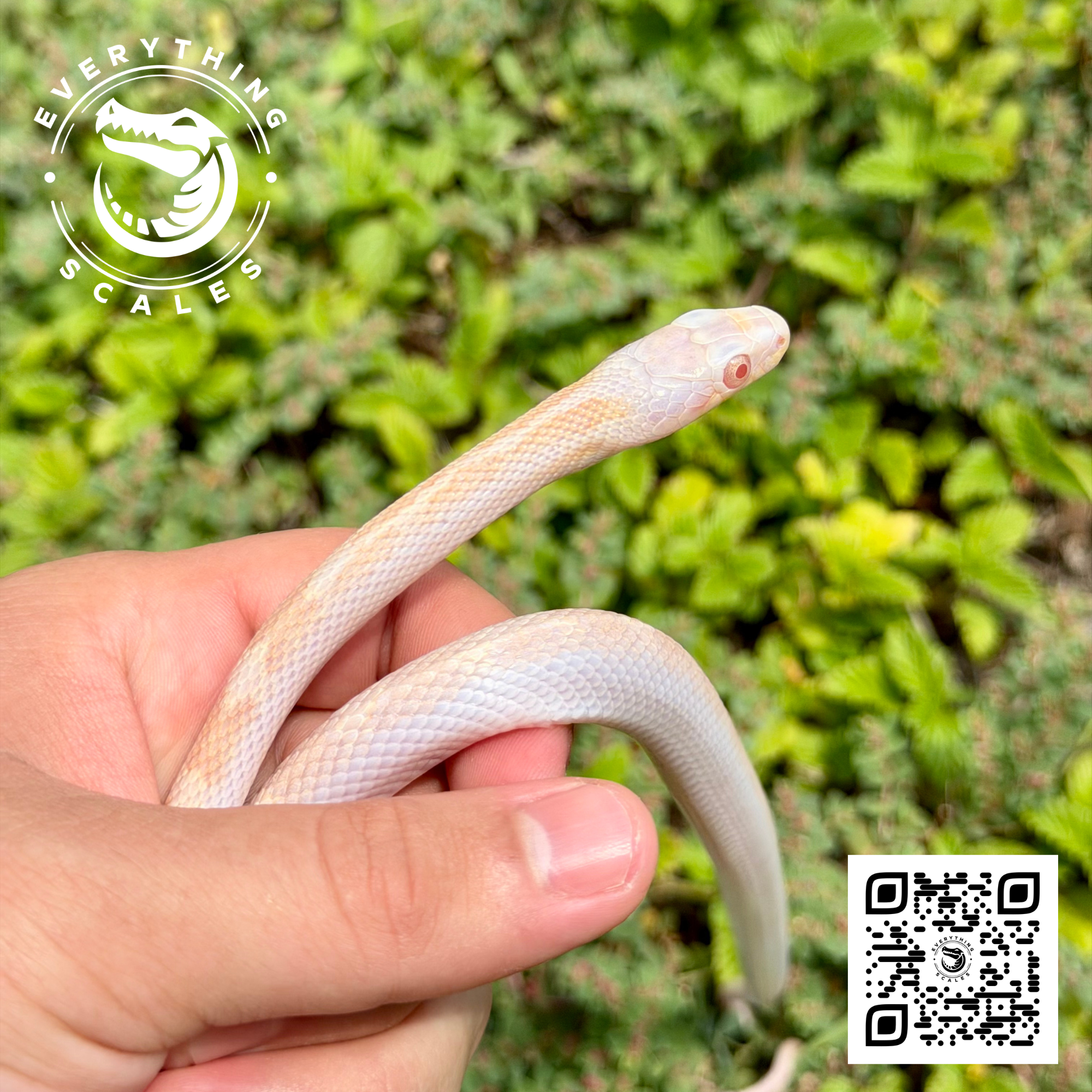 ALBINO LICORICE RAT 6.png