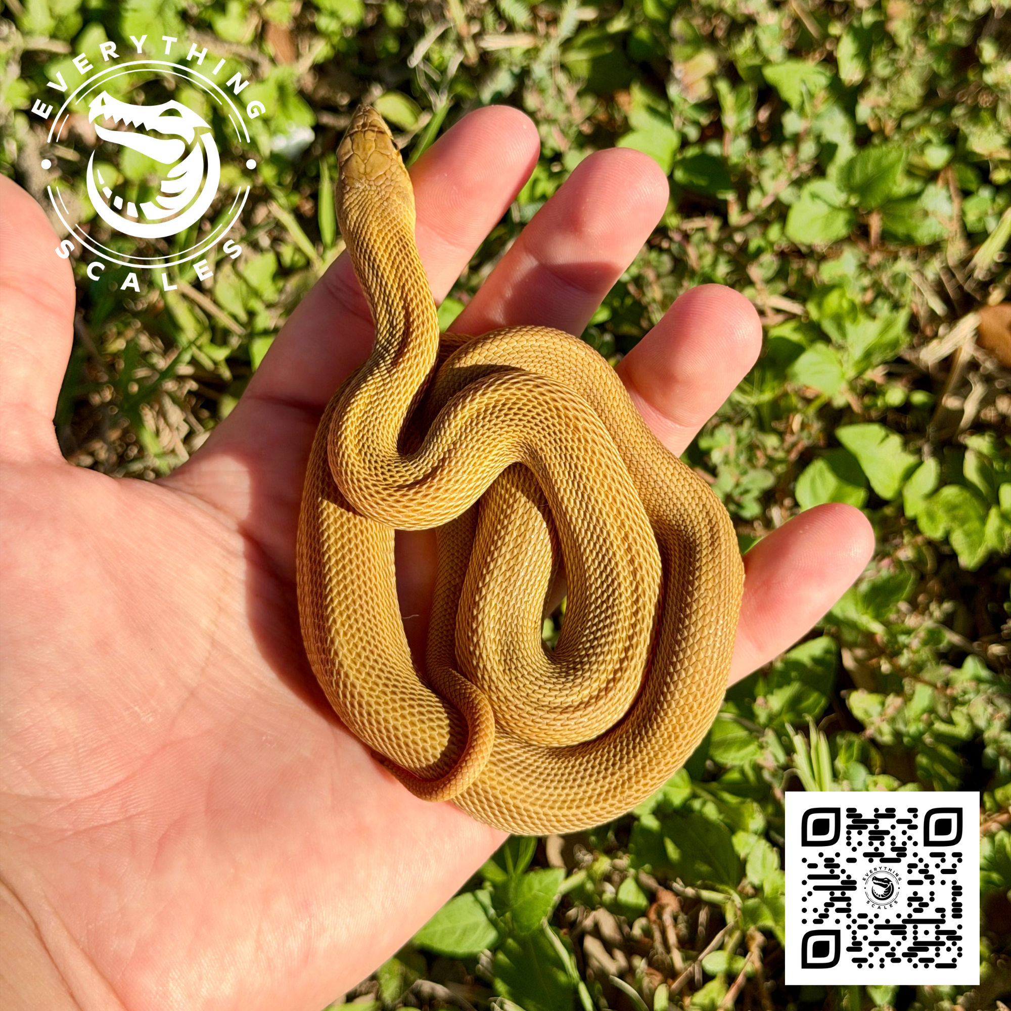 PATTERNLESS BULLSNAKE.png