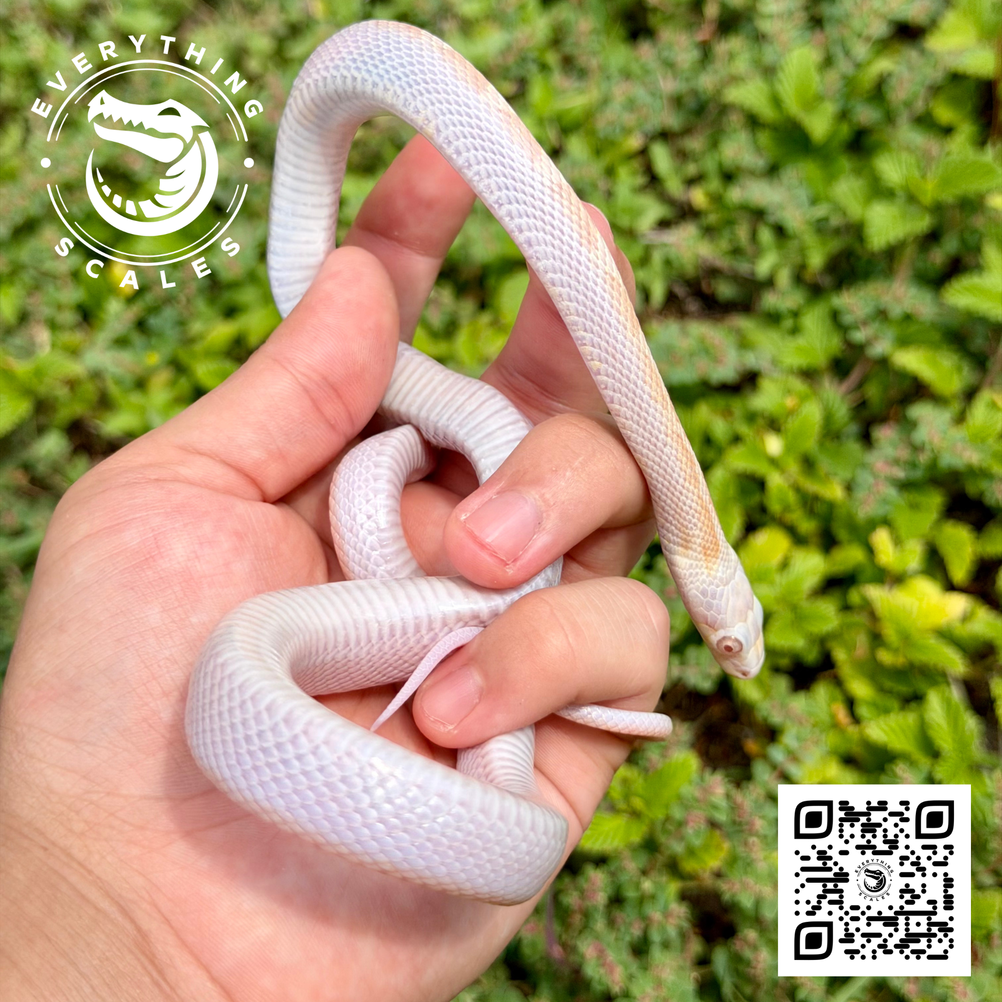 ALBINO LICORICE RAT 2.png