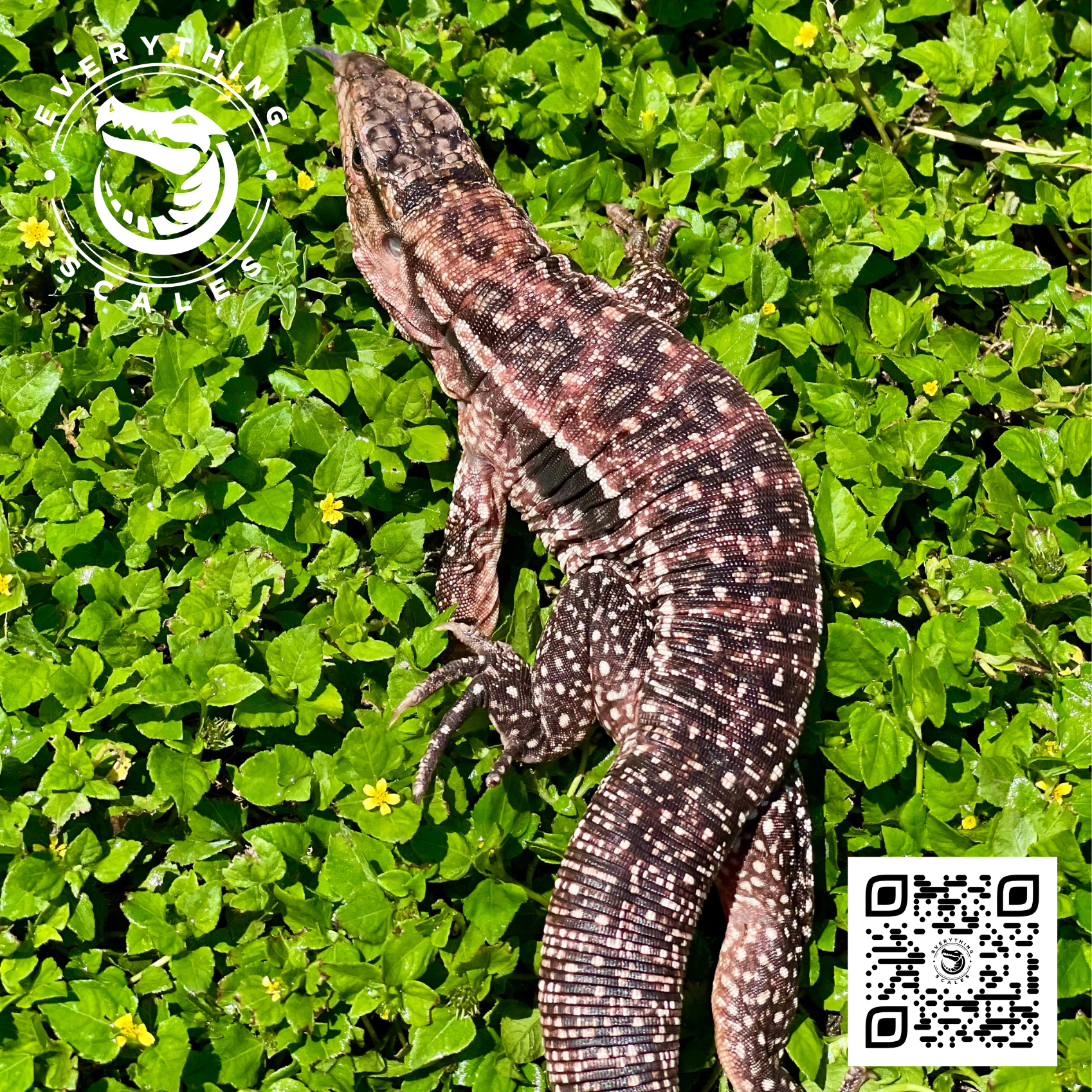 BABY RED TEGU 4.png
