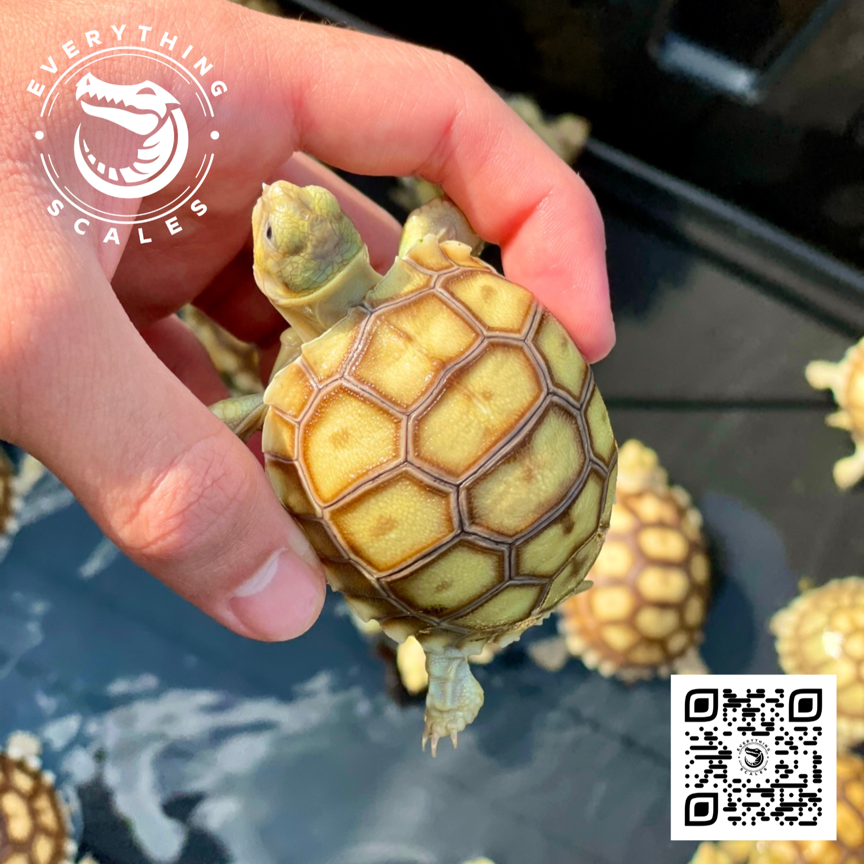 BABY SHOWING CARAPACE.png