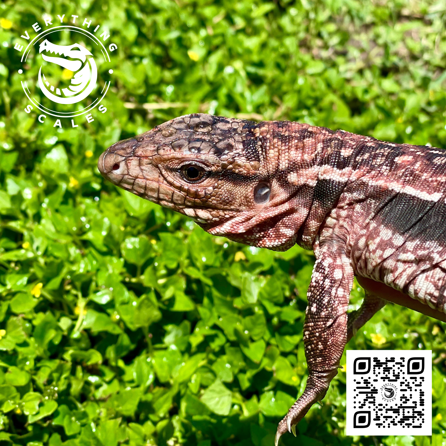 BABY RED TEGU 6.png