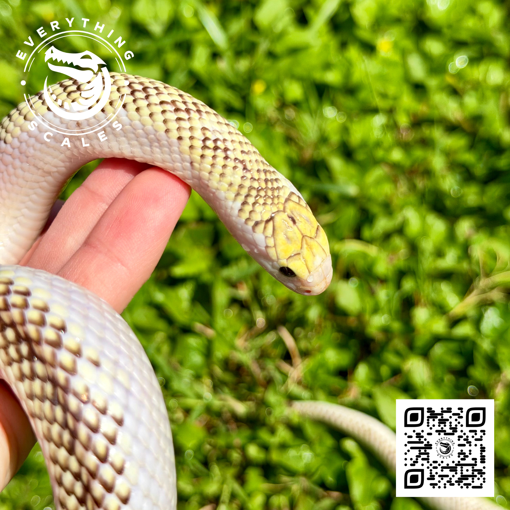 WHITE SIDED BROOKSI ADULT 4.png