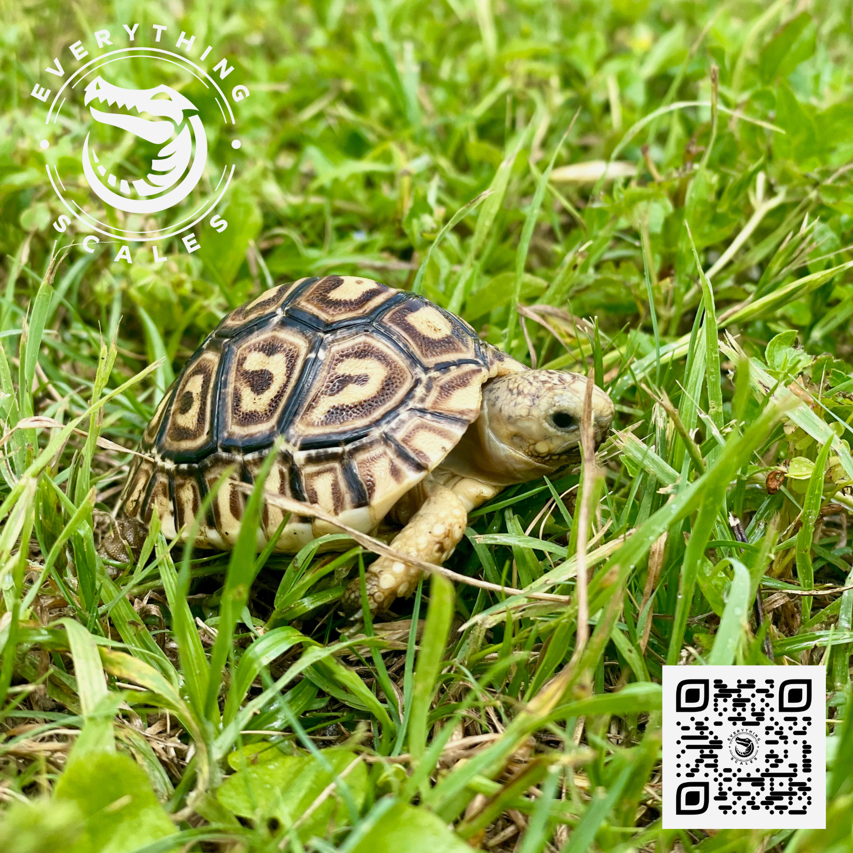 Baby Leopard Tortoises 2.png