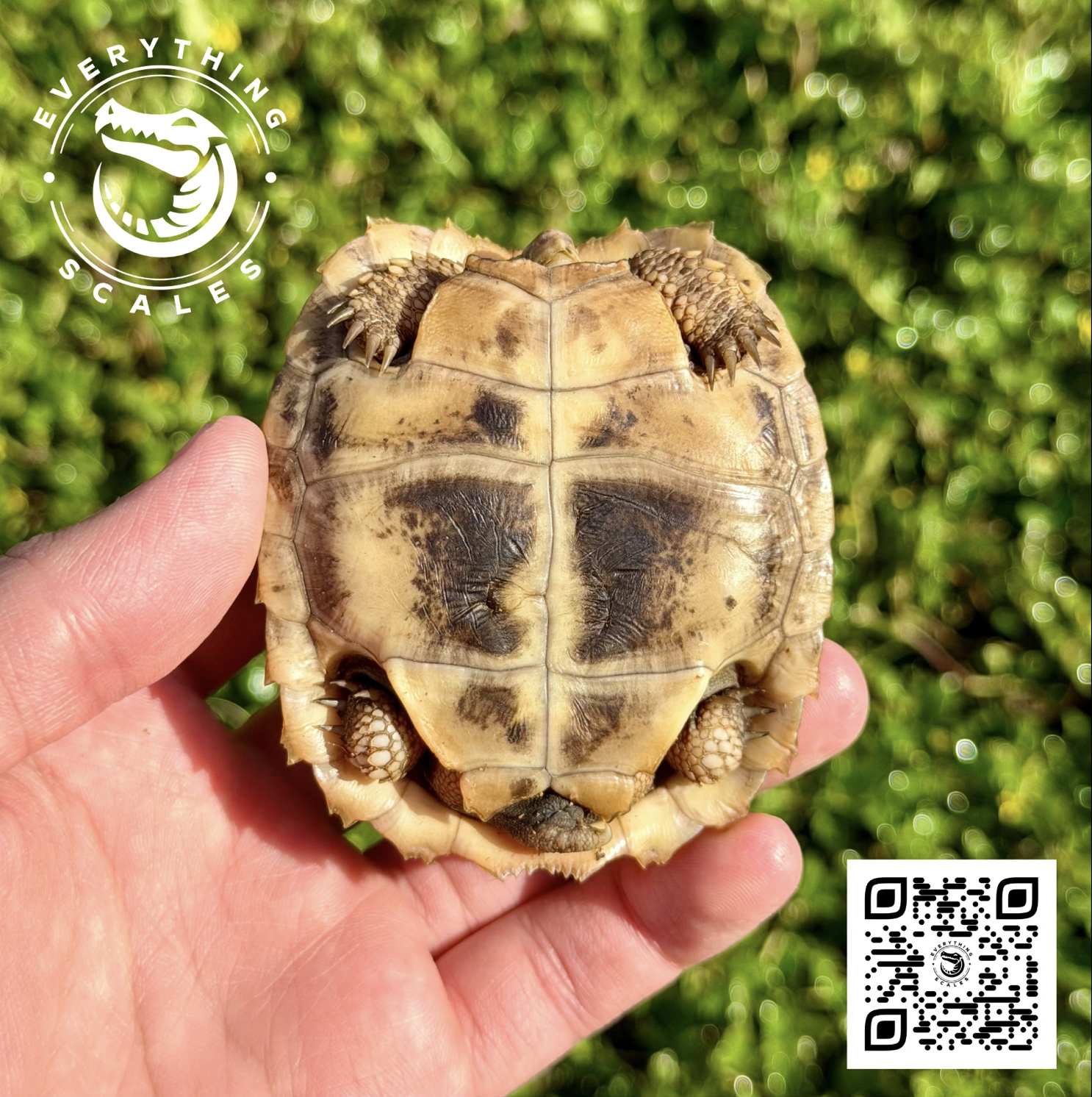 Screenshot 2026-03-26 at 4.07.49 PM.png