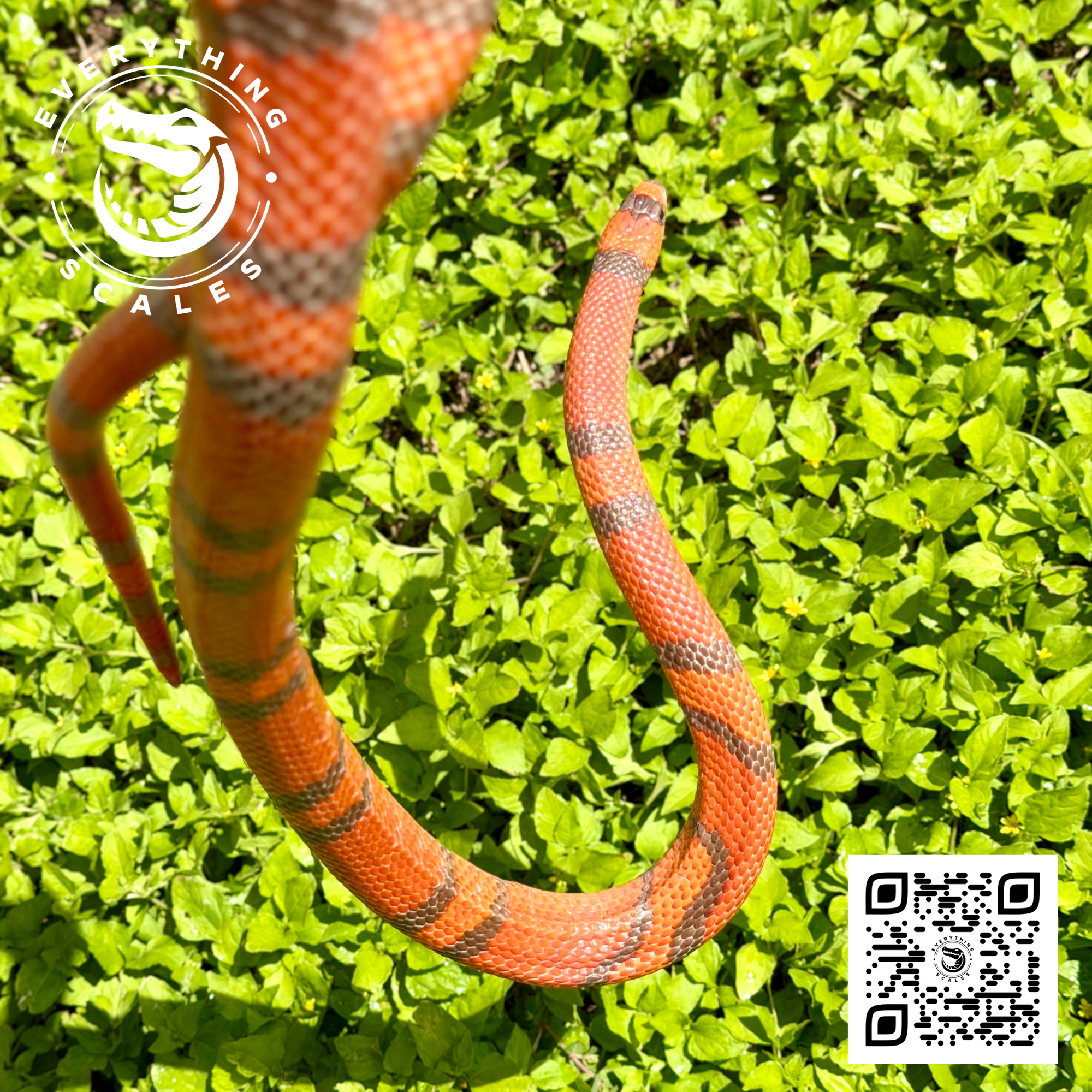 HYPO TANGERINE ADULT 6.png
