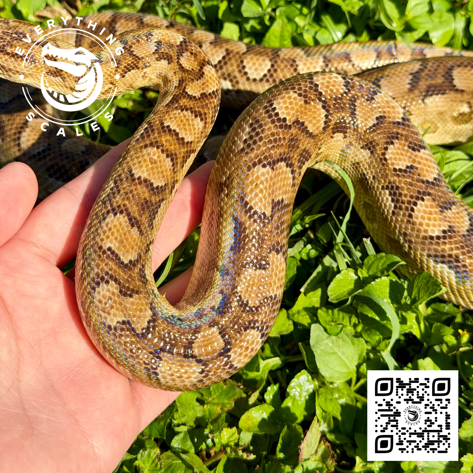 ARGENTINE RAINBOW BOA SUBA 4.png