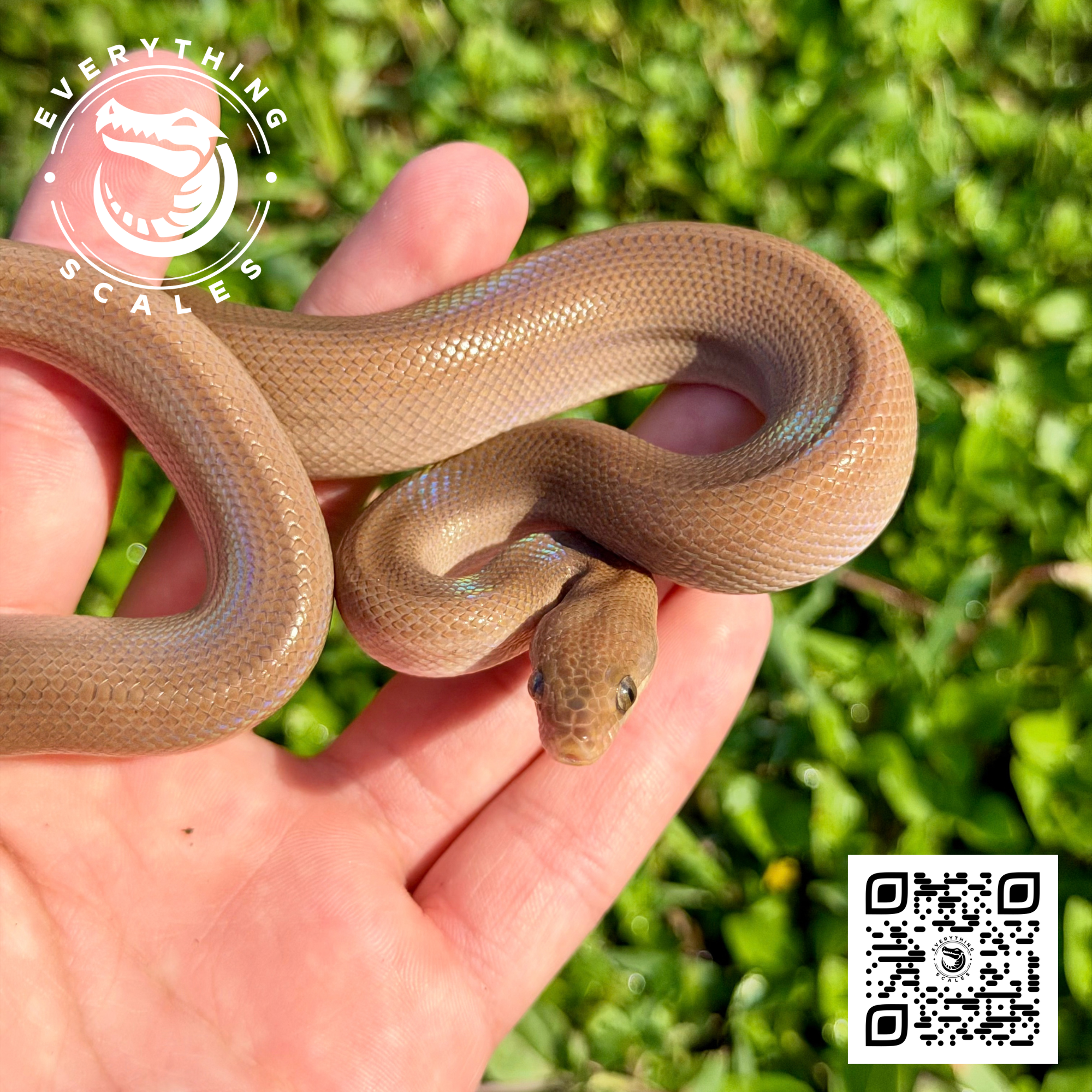 PATTERNLESS COLUMBIAN RAINBOW BOA 3.png
