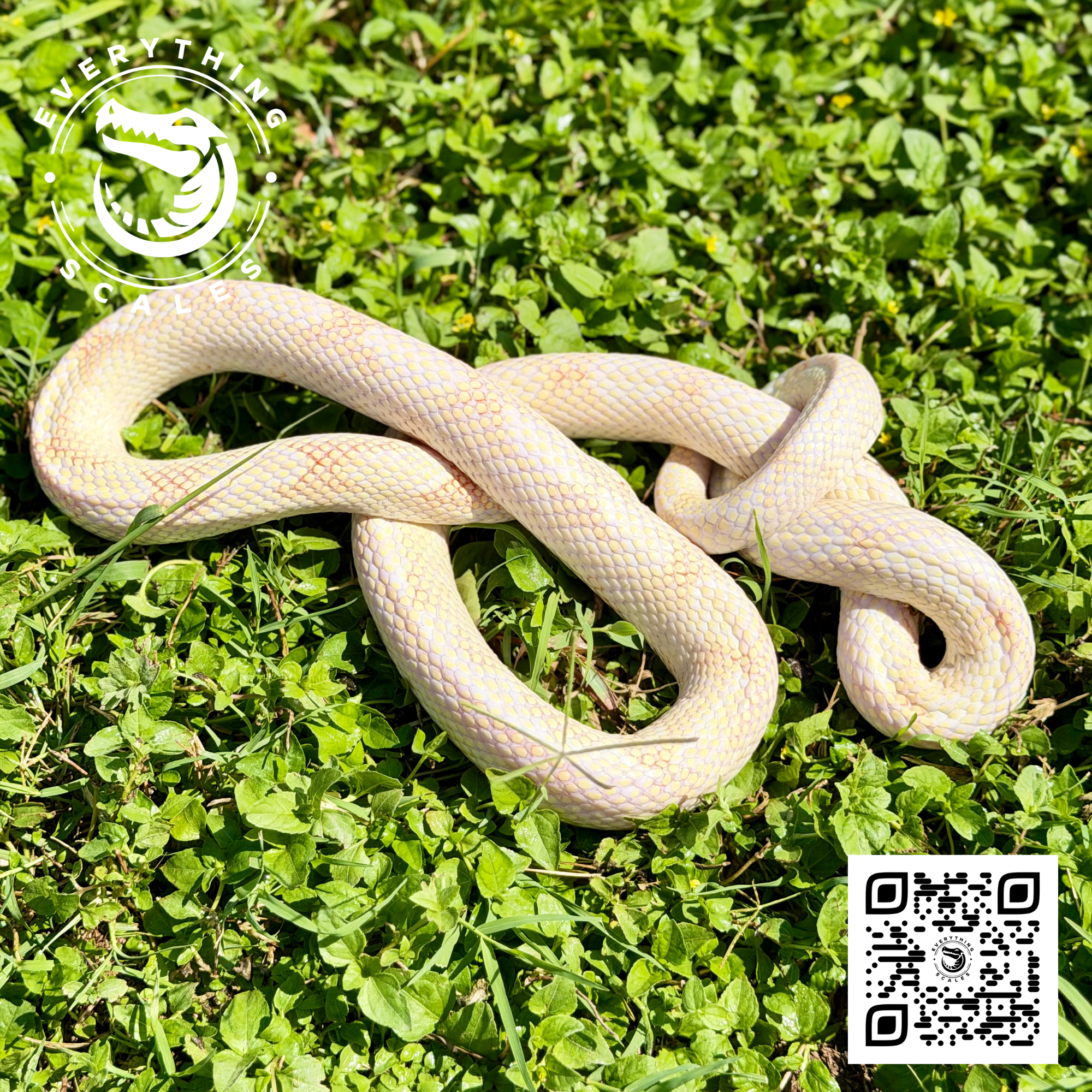 ALBINO GOINI ADULT .png