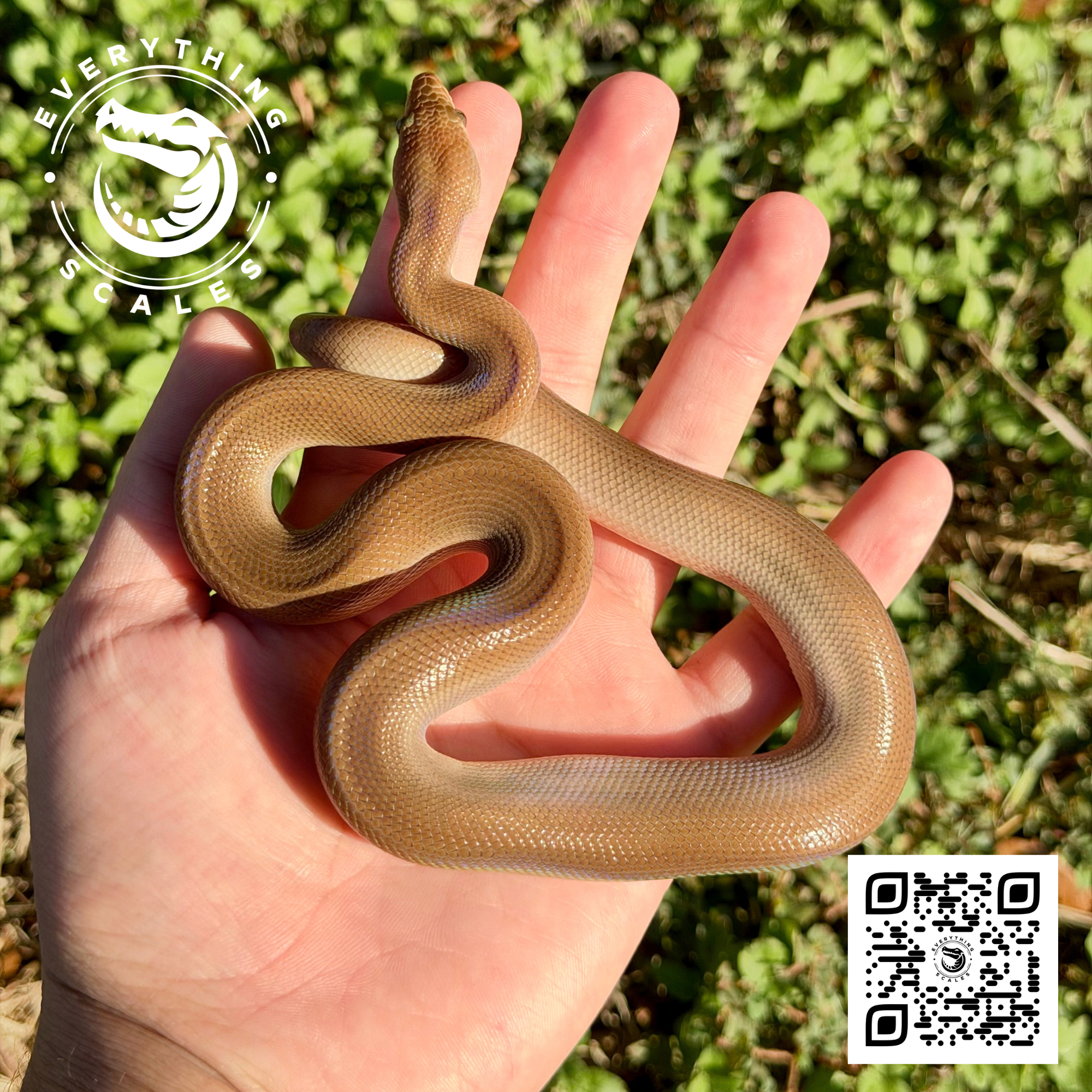 PATTERNLESS COLUMBIAN RAINBOW BOA.png