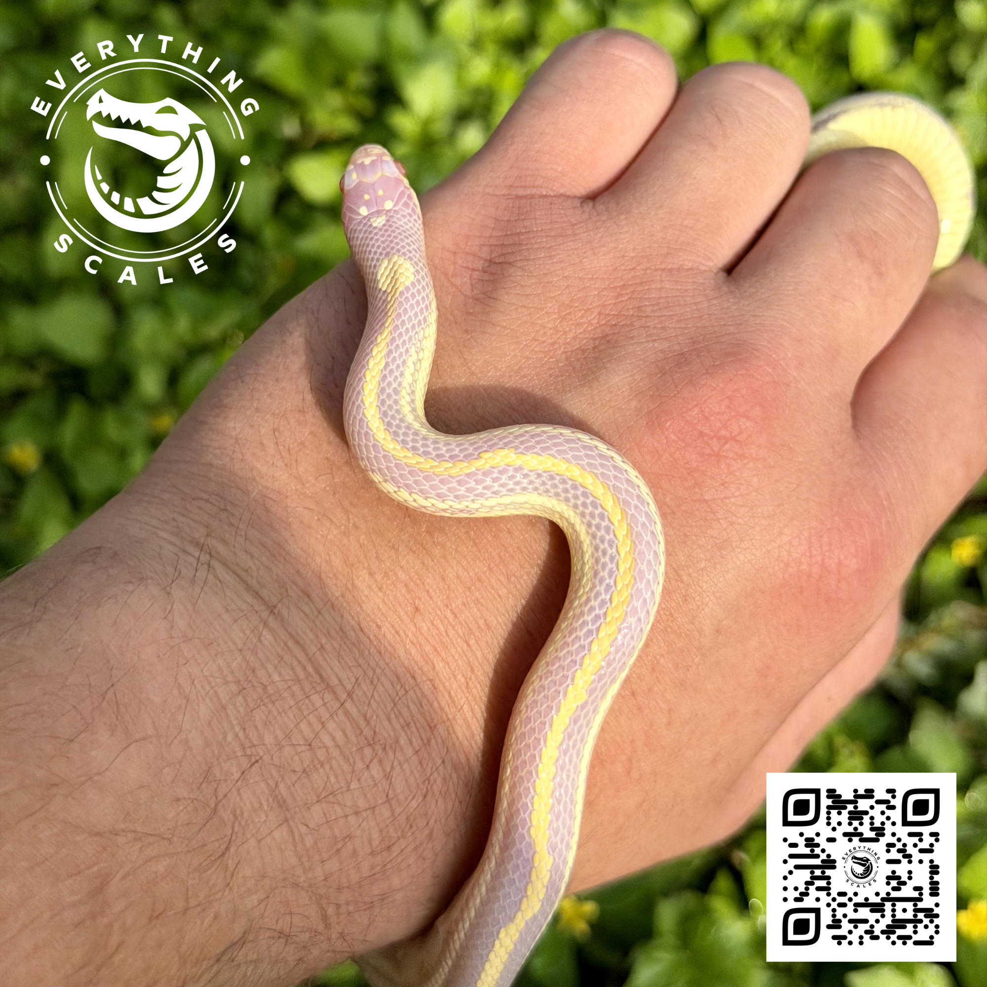 ALBINO STRIPED KING.png