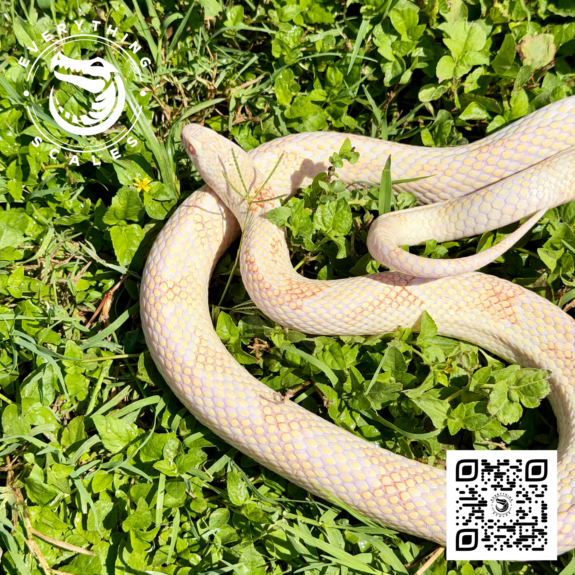 ALBINO GOINI ADULT 4.png