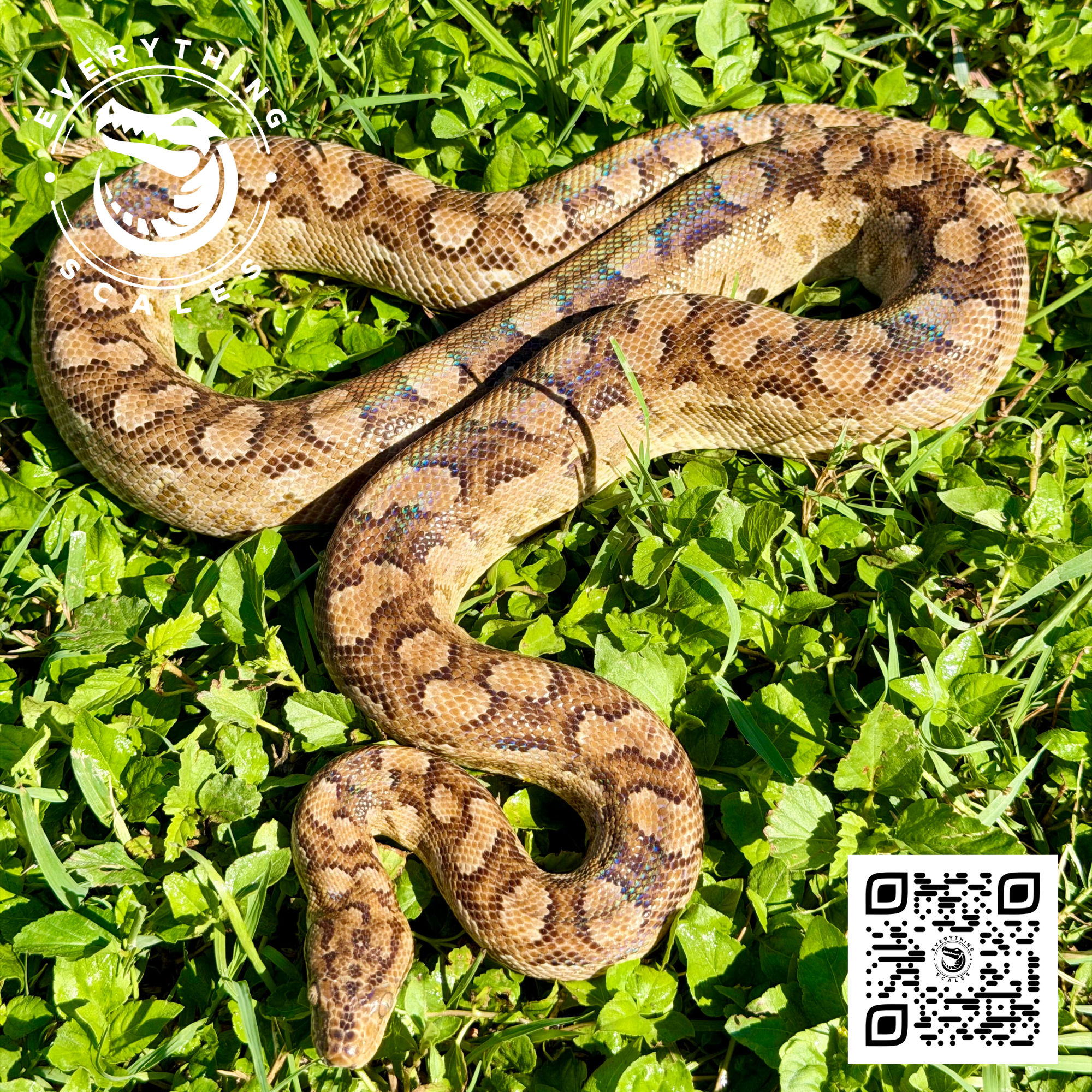 ARGENTINE RAINBOW BOA SUBA 6.png