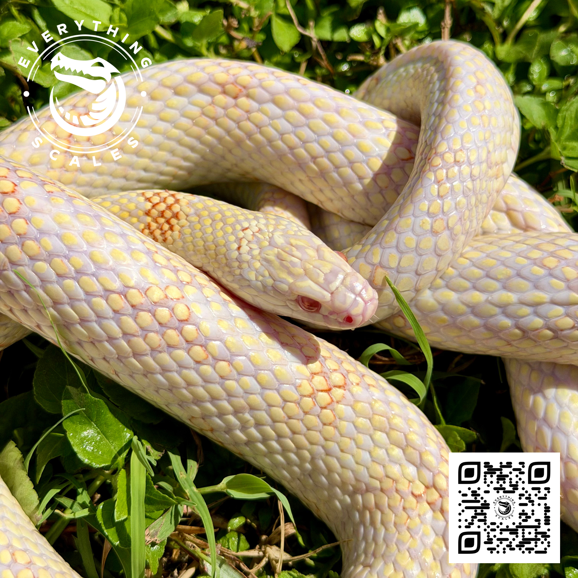 ALBINO GOINI ADULT 2.png