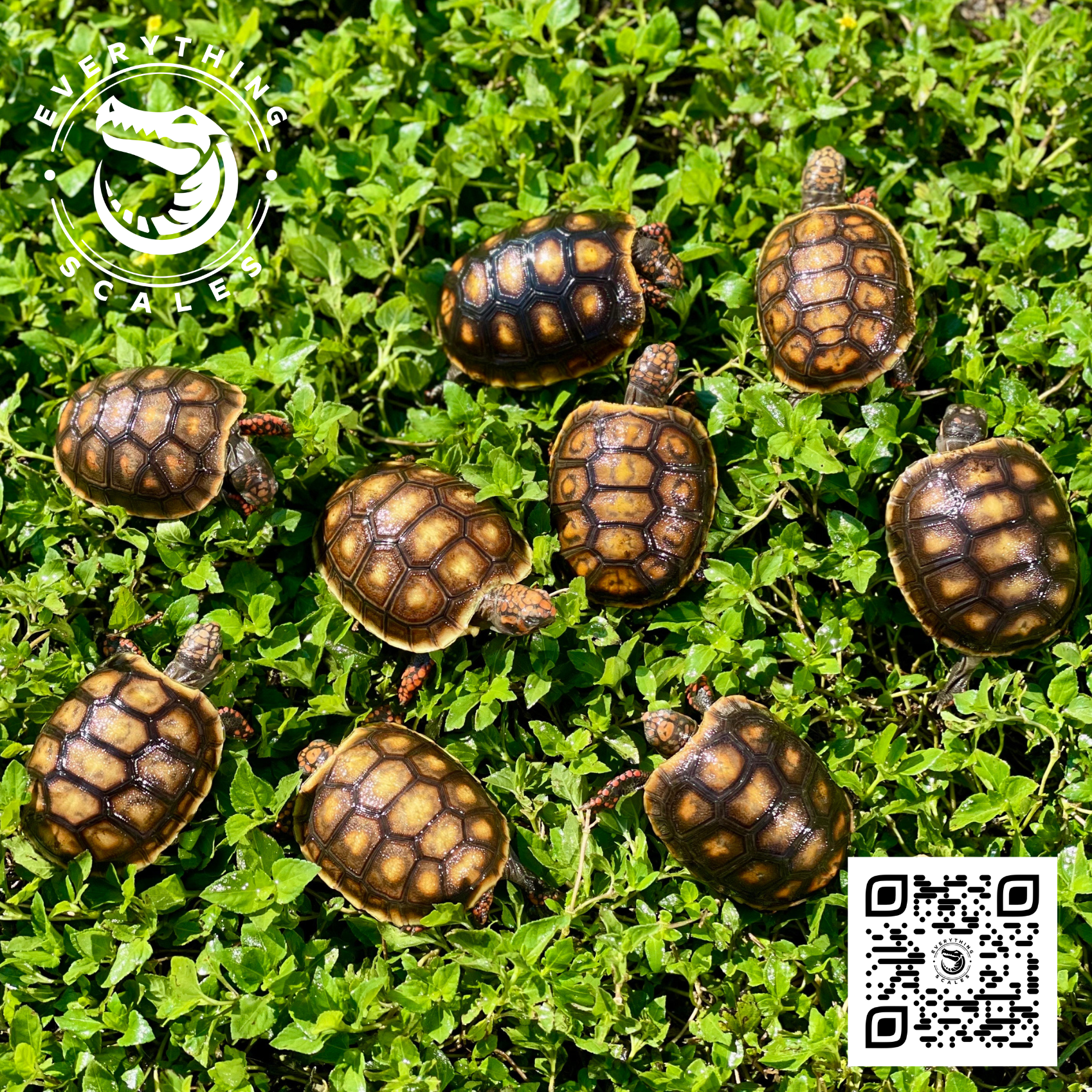 Redfoot Tortoises — Everything Scales