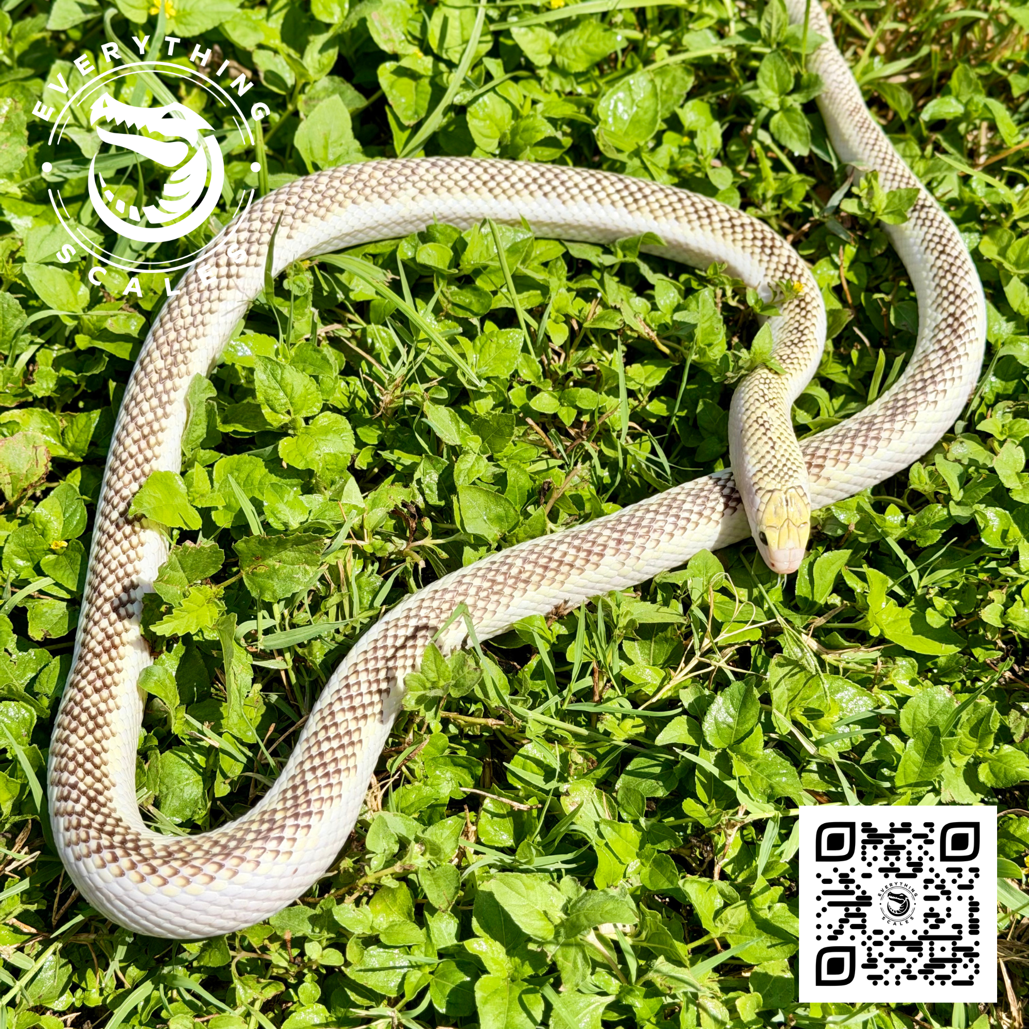 WHITE SIDED BROOKSI ADULT 6.png
