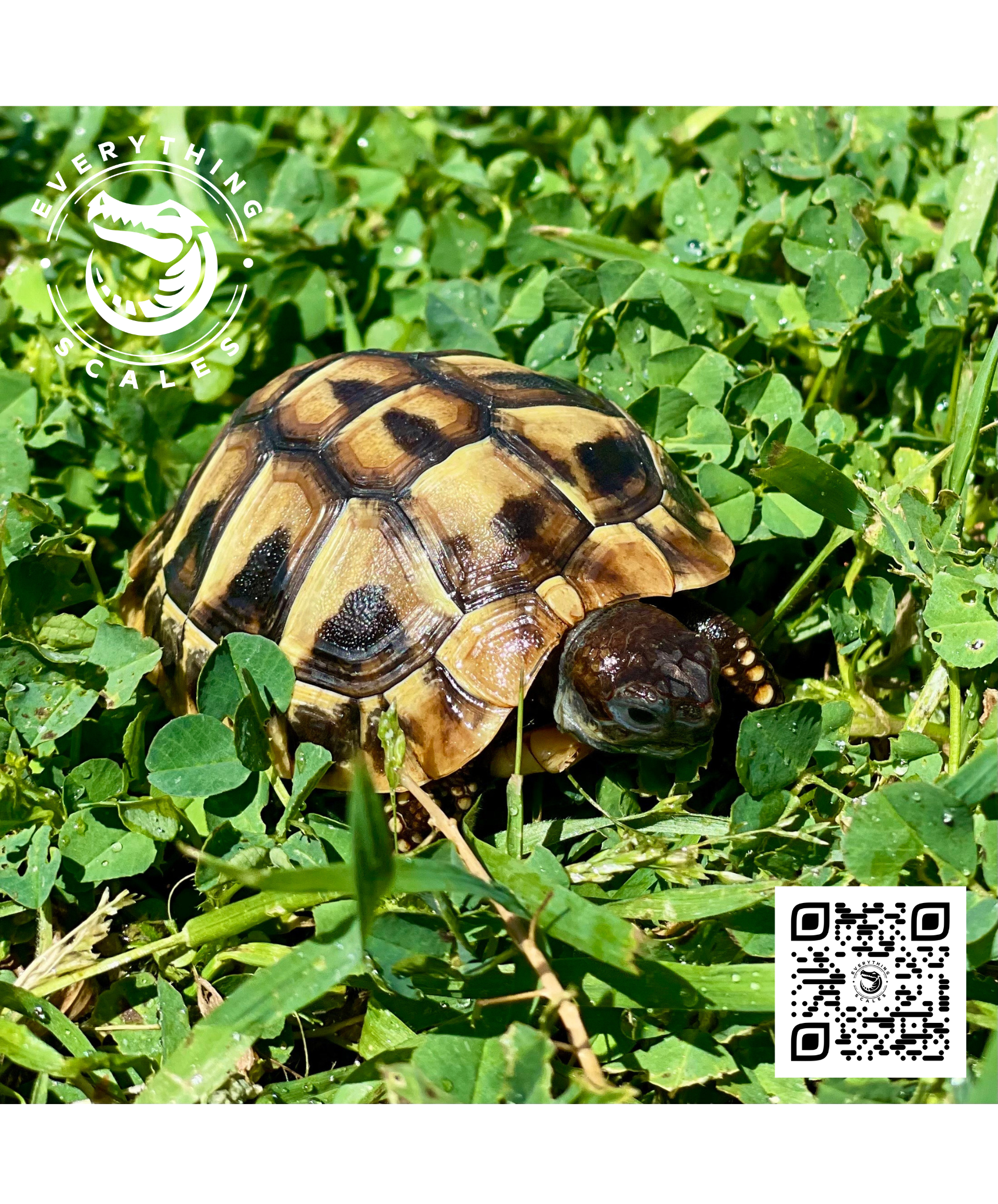 BABY LEOPARD 2(6).png