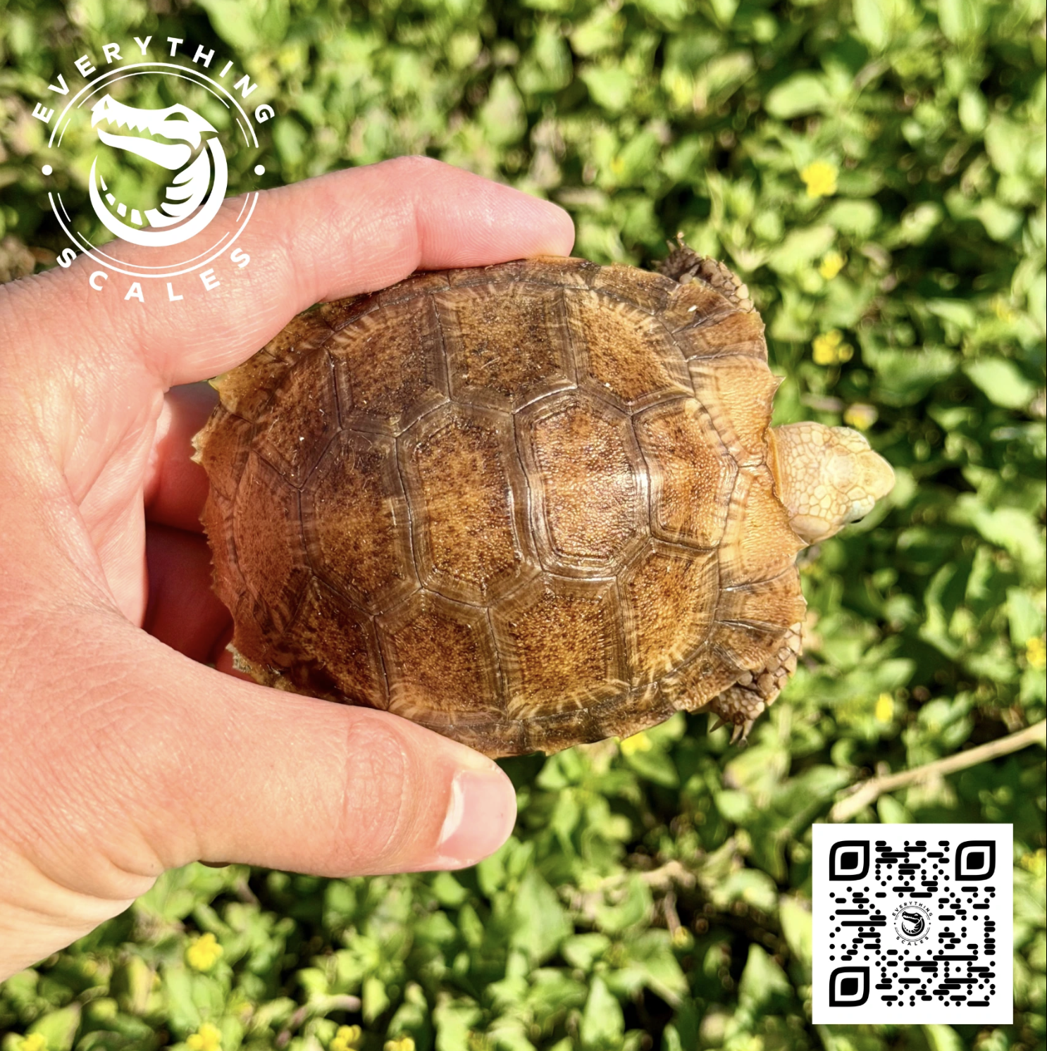 Screenshot 2026-03-26 at 4.07.40 PM.png