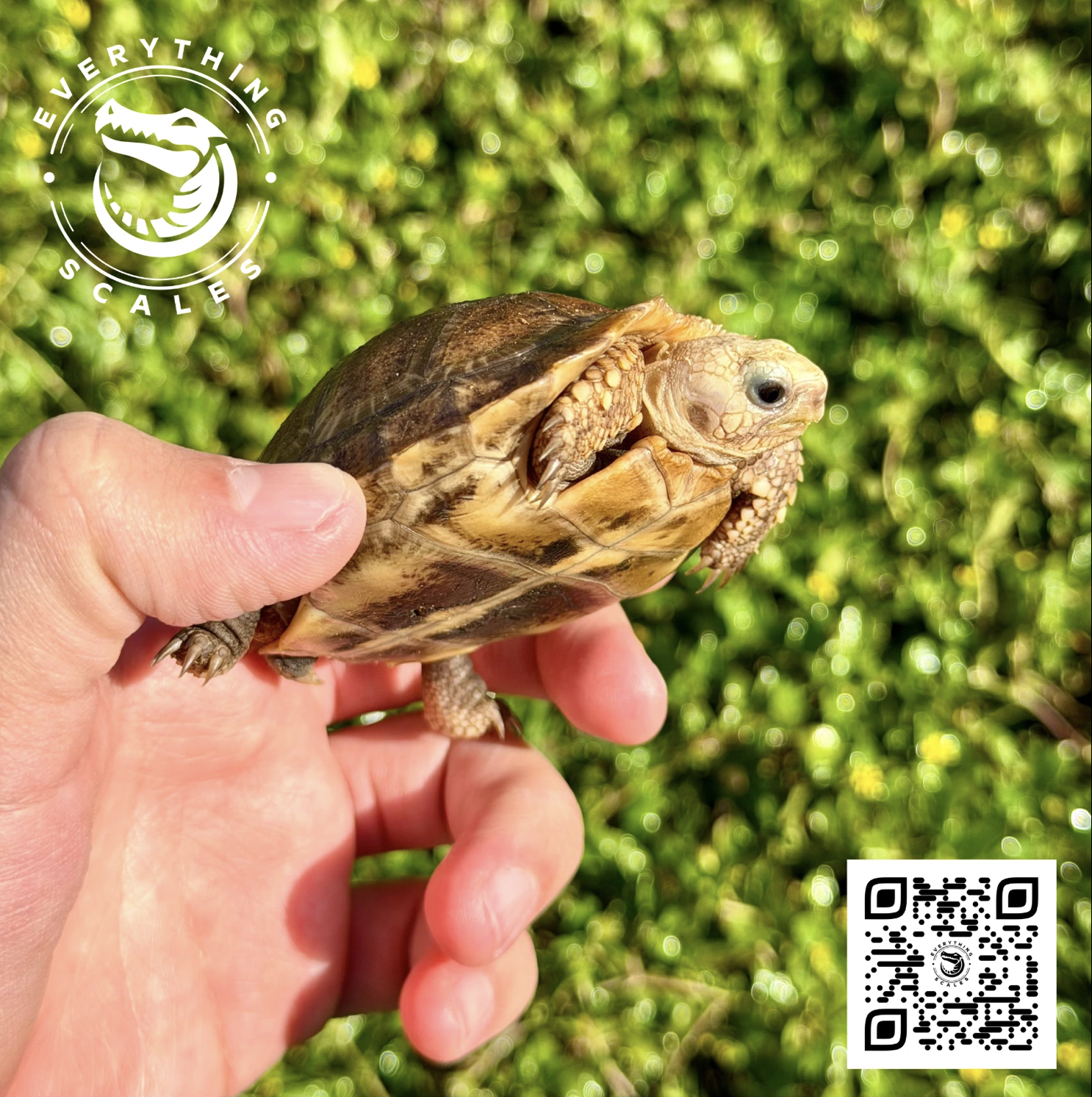 Screenshot 2026-03-26 at 4.07.45 PM.png