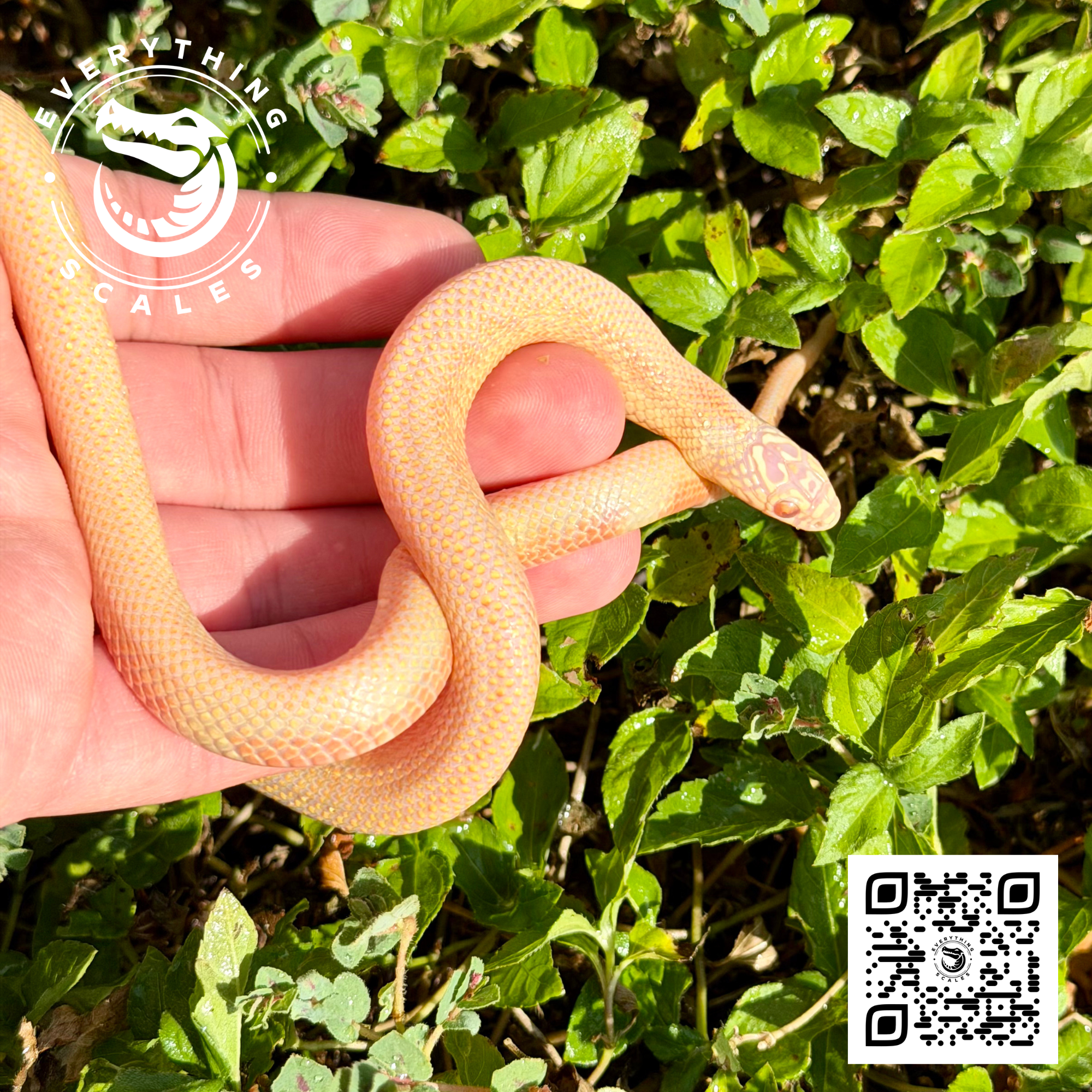 ALBINO GOINI 3.png