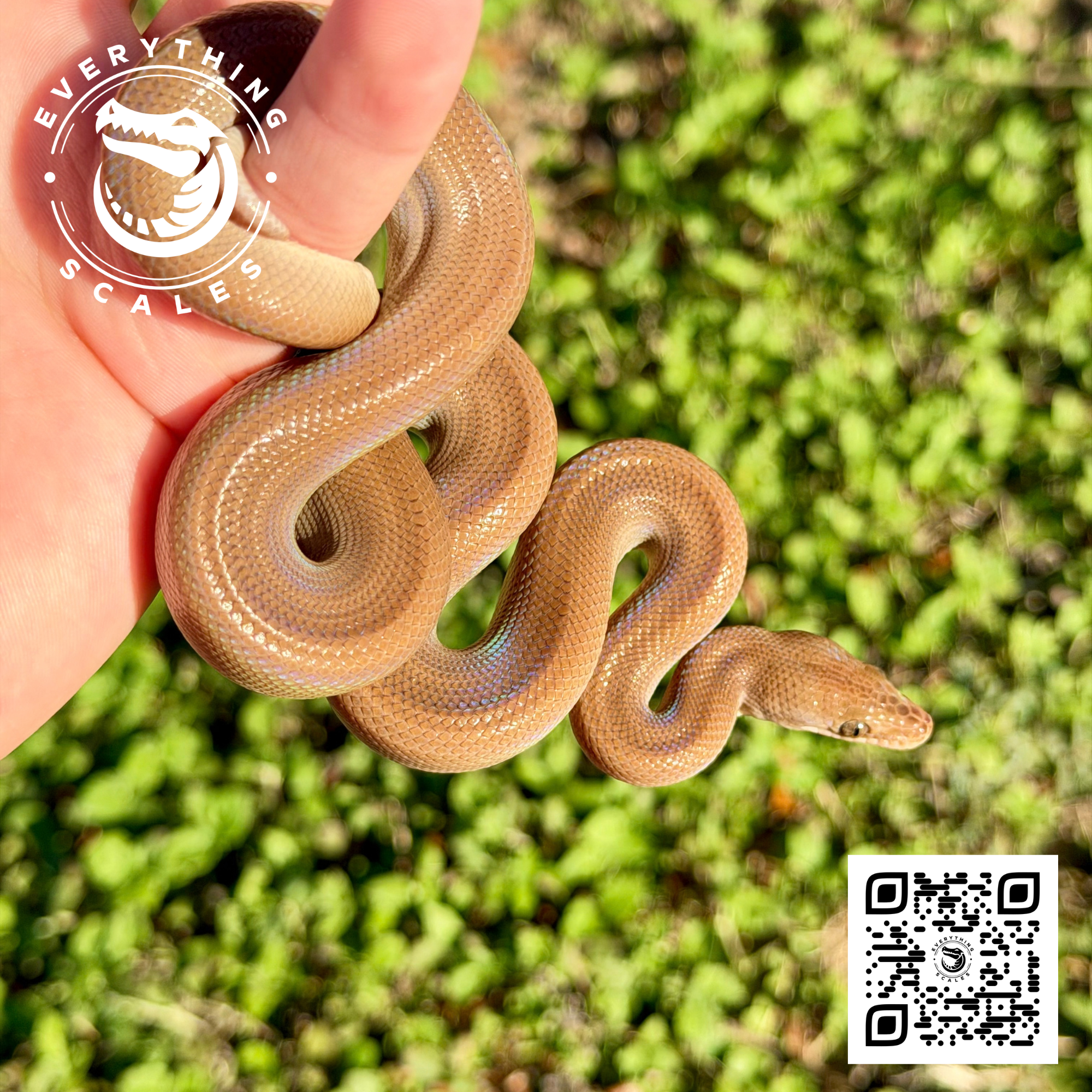 PATTERNLESS COLUMBIAN RAINBOW BOA 2 copy.PNG