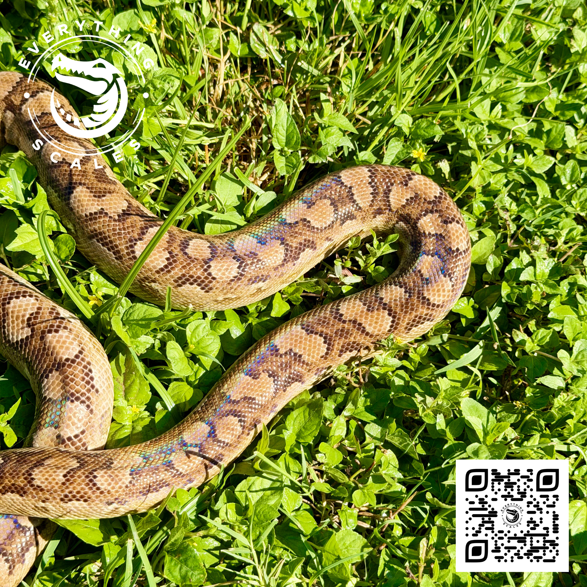 ARGENTINE RAINBOW BOA SUBA 2.png