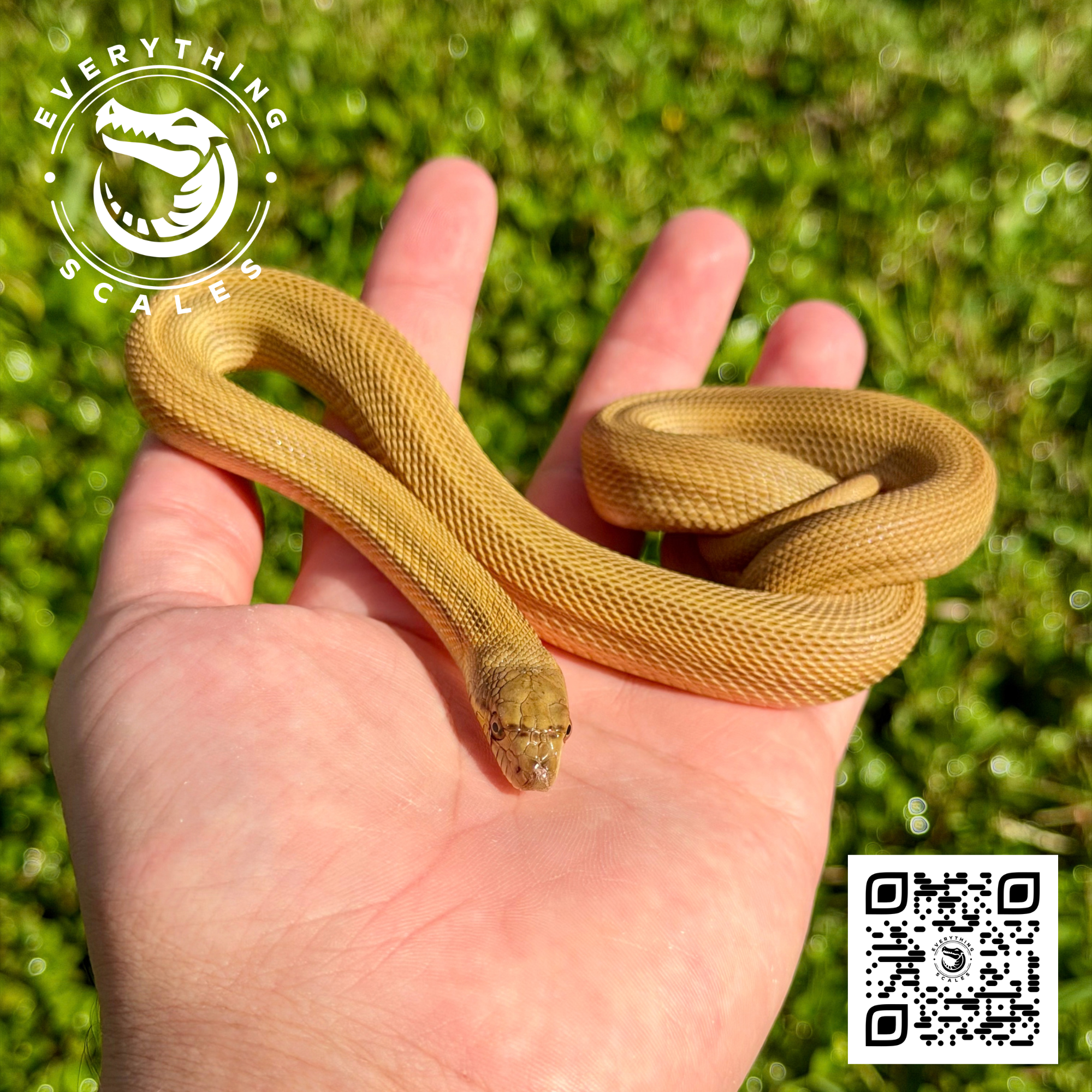 PATTERNLESS BULLSNAKE 3.png