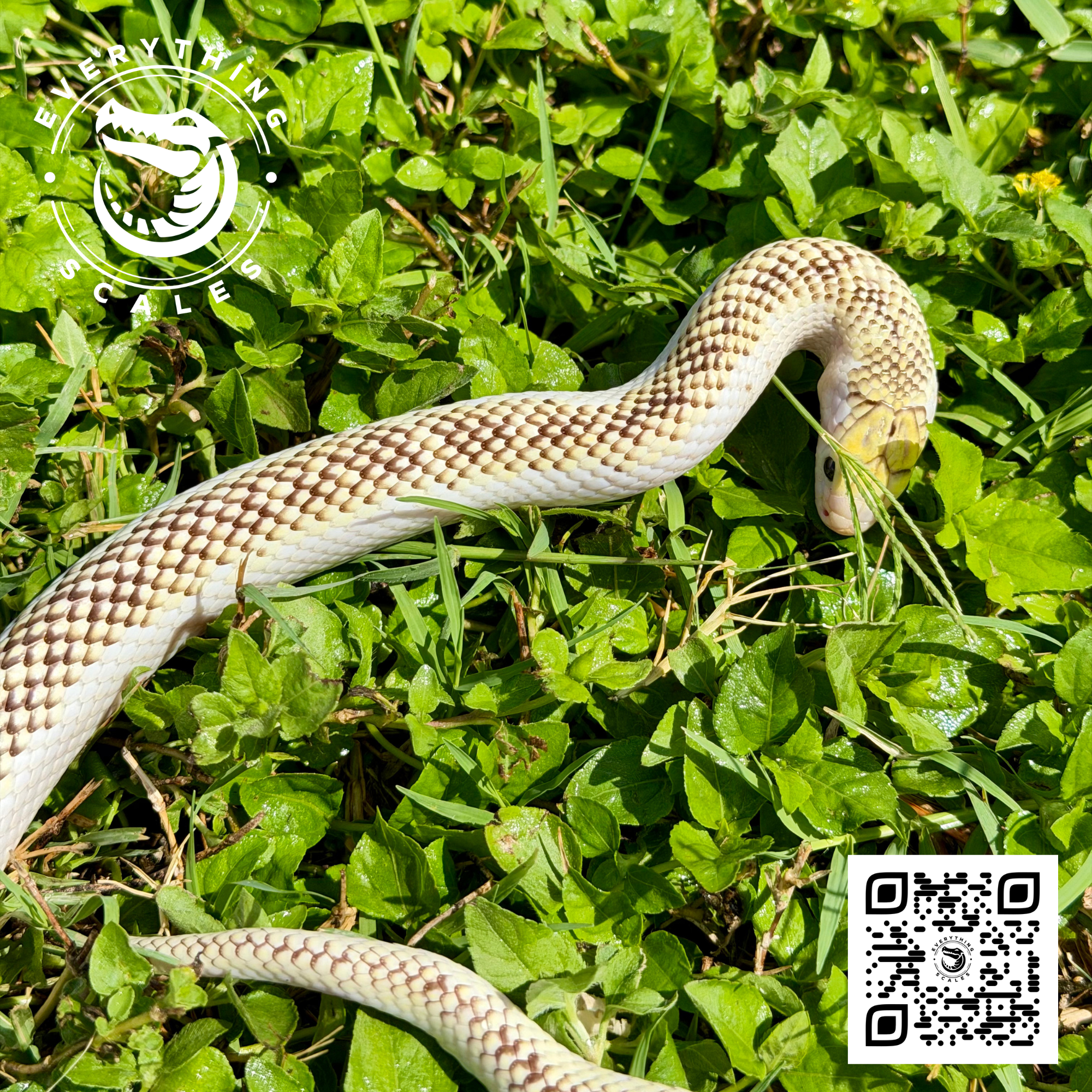 WHITE SIDED BROOKSI ADULT 3.png