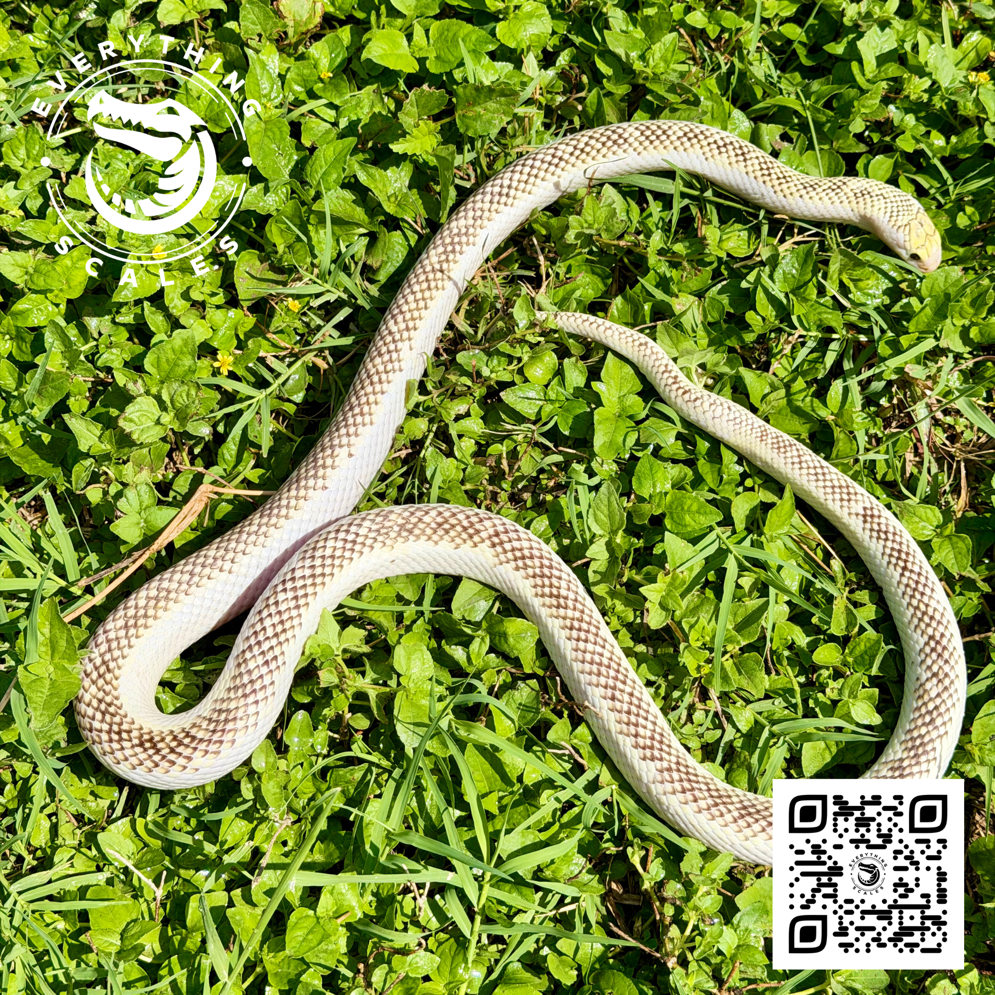 WHITE SIDED BROOKSI ADULT 2.png