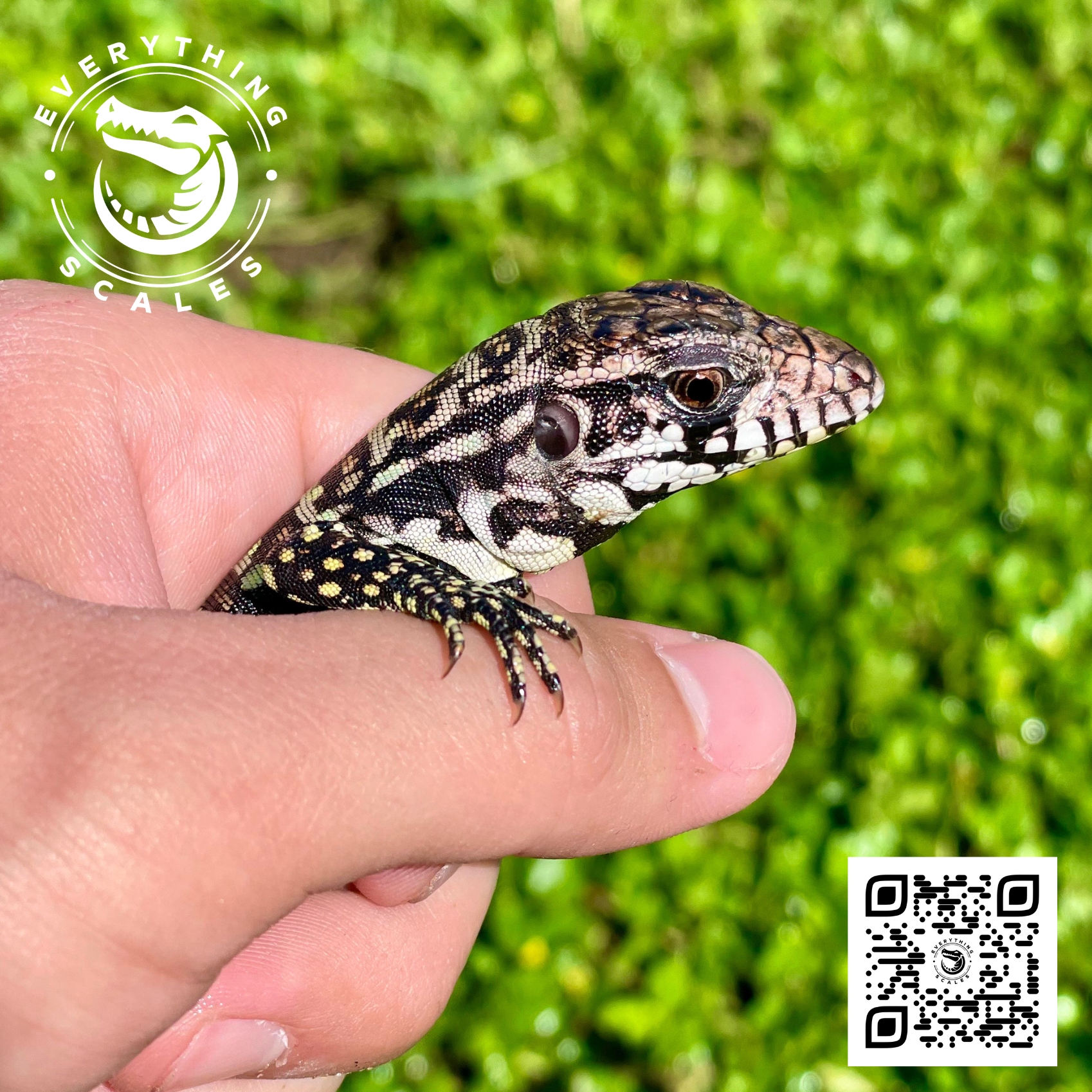 BABY BLUE TEGUS 2.png