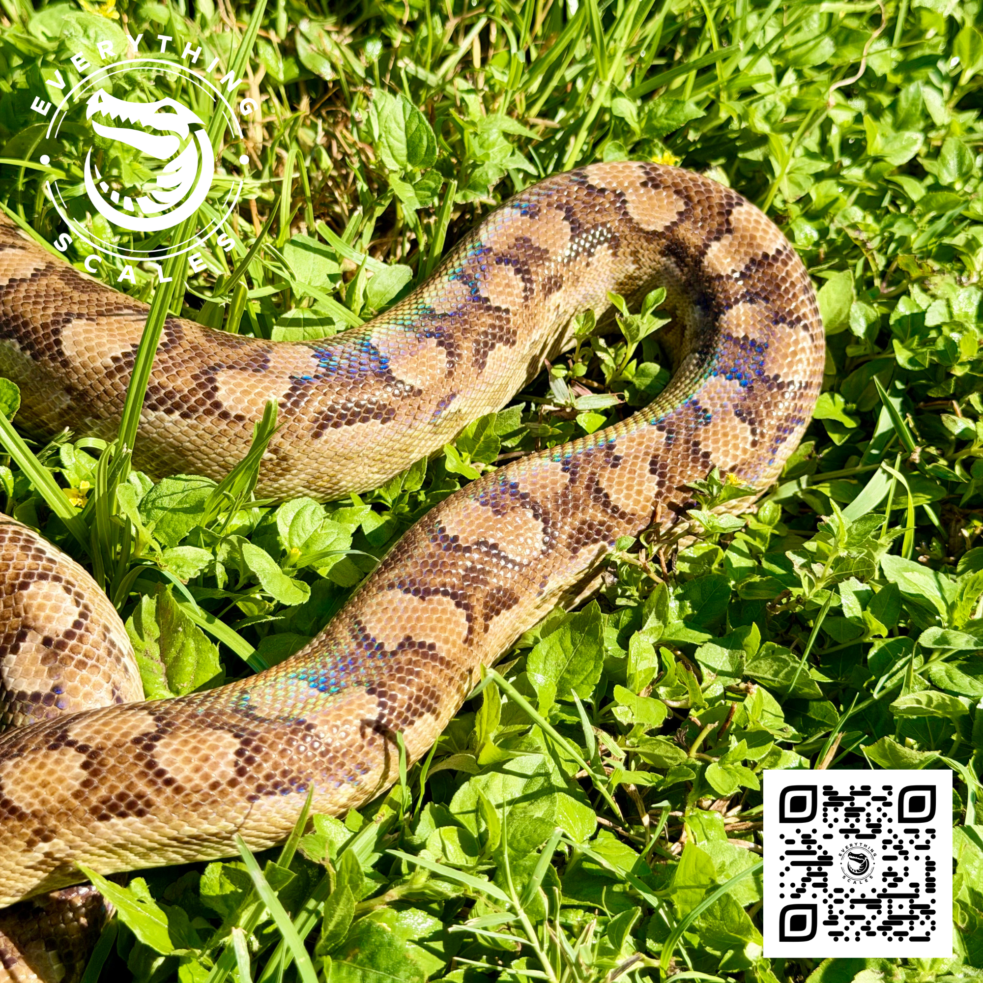 ARGENTINE RAINBOW BOA SUBA 3.png