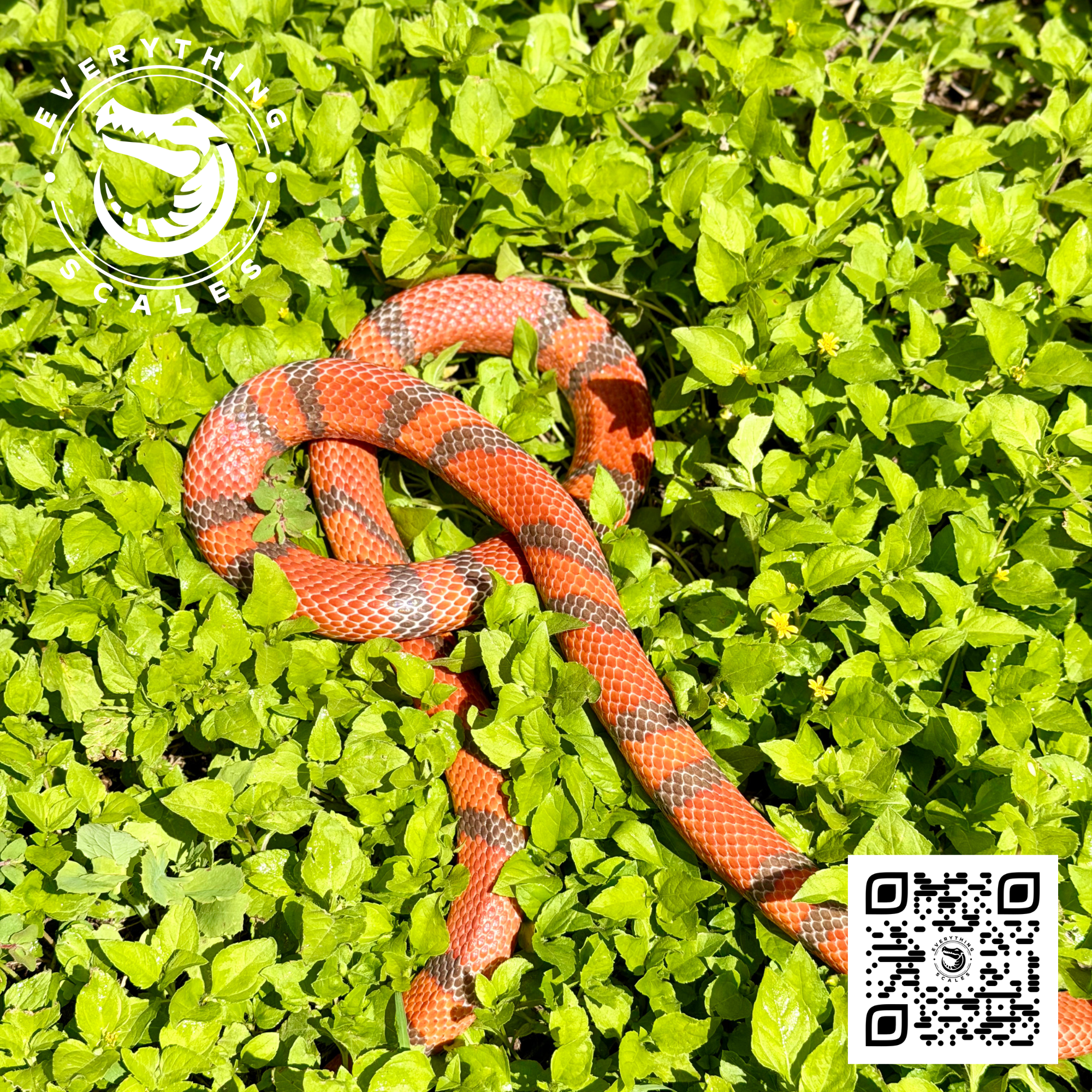 HYPO TANGERINE ADULT 7.png