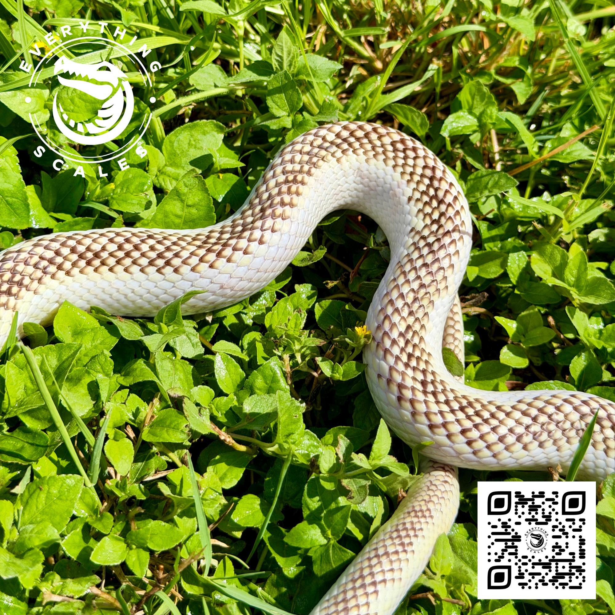 WHITE SIDED BROOKSI ADULT 7.png