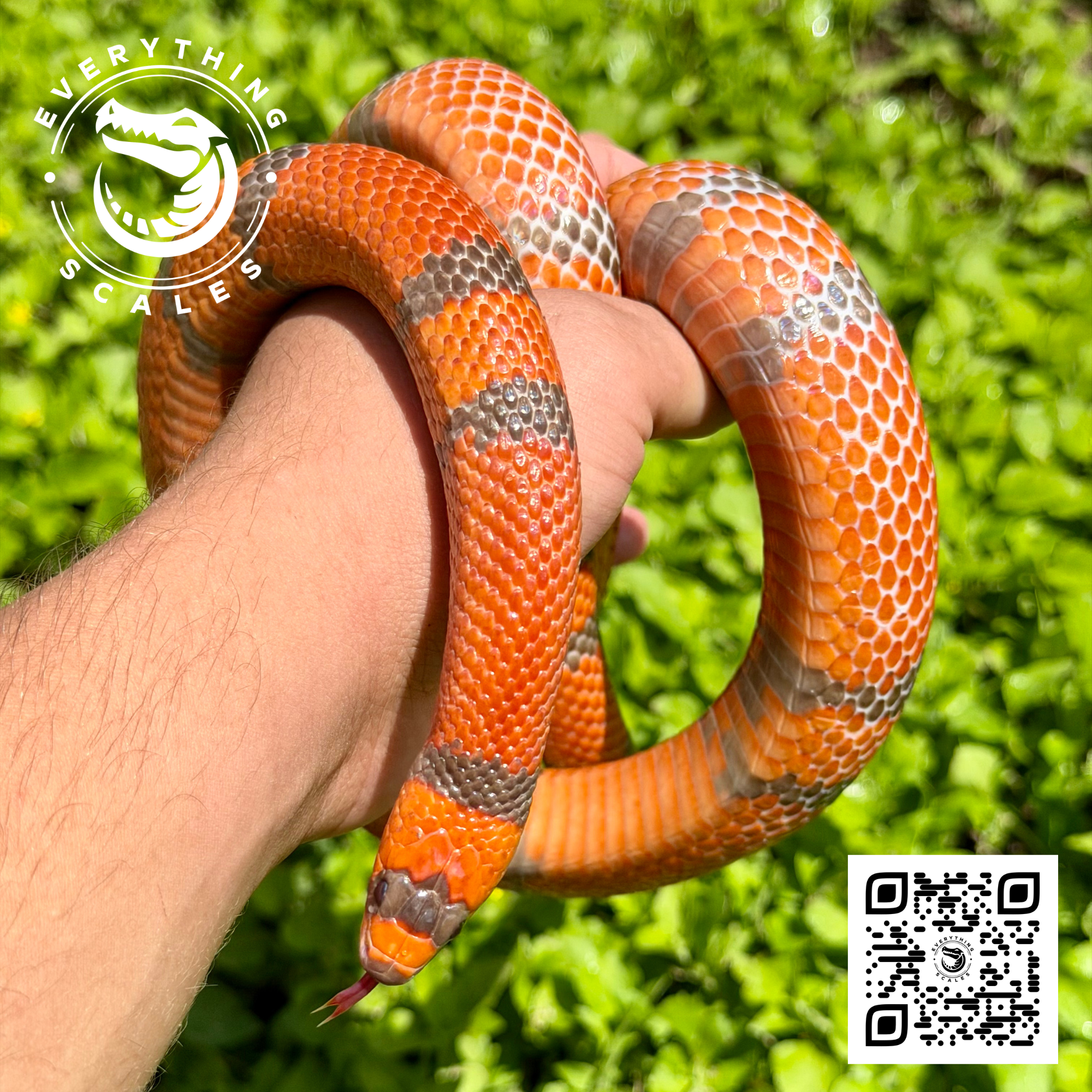HYPO TANGERINE 3.png