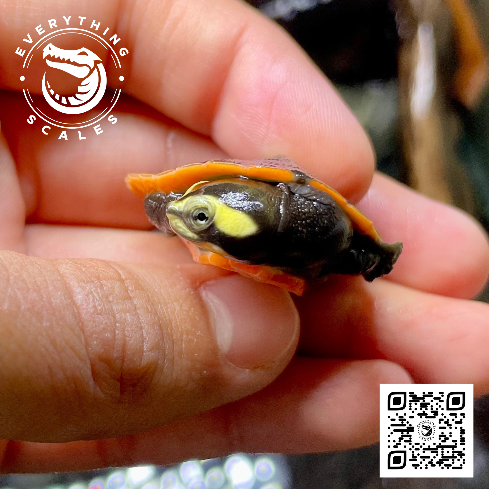 Pink Bellied Sideneck Turtles