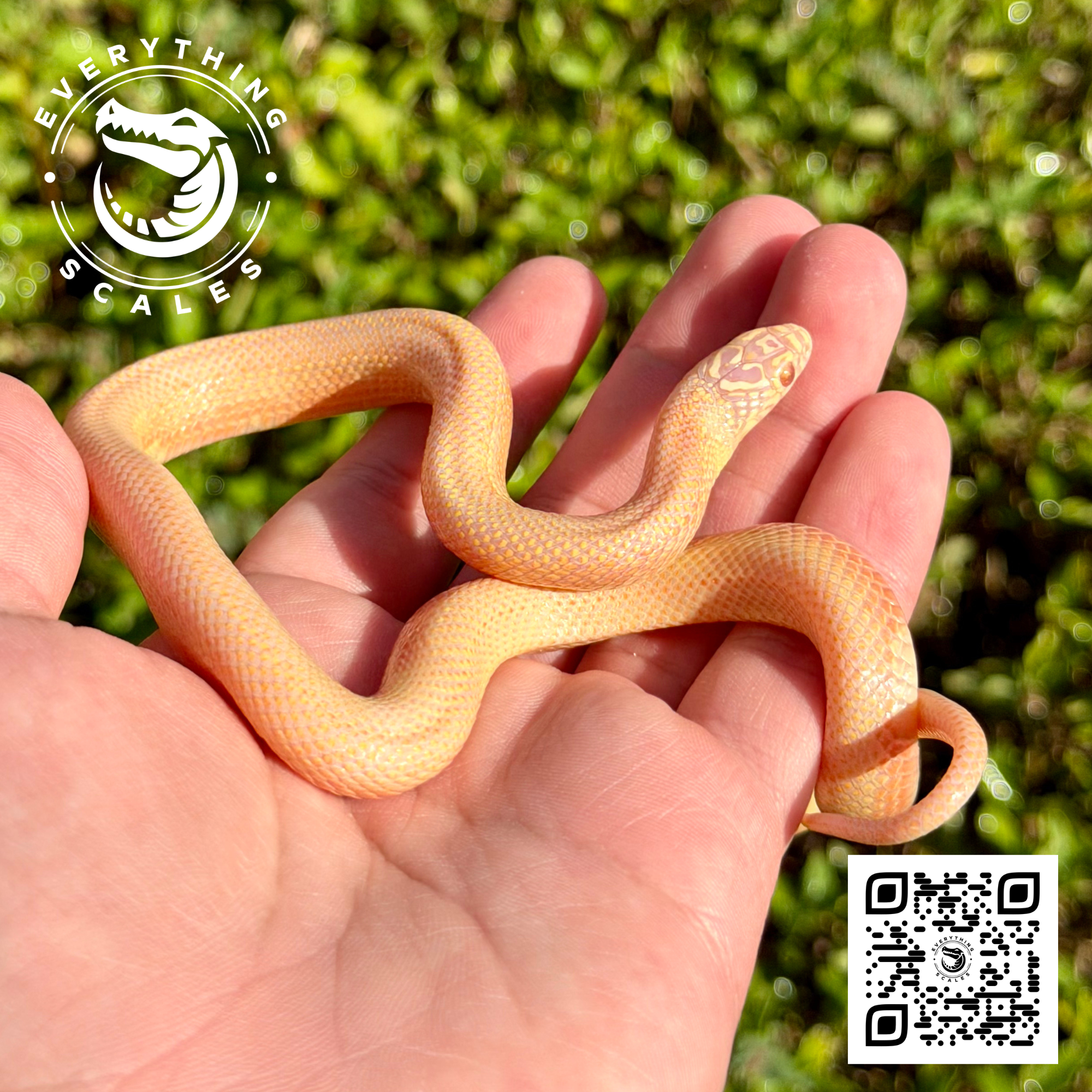 ALBINO GOINI 2.png