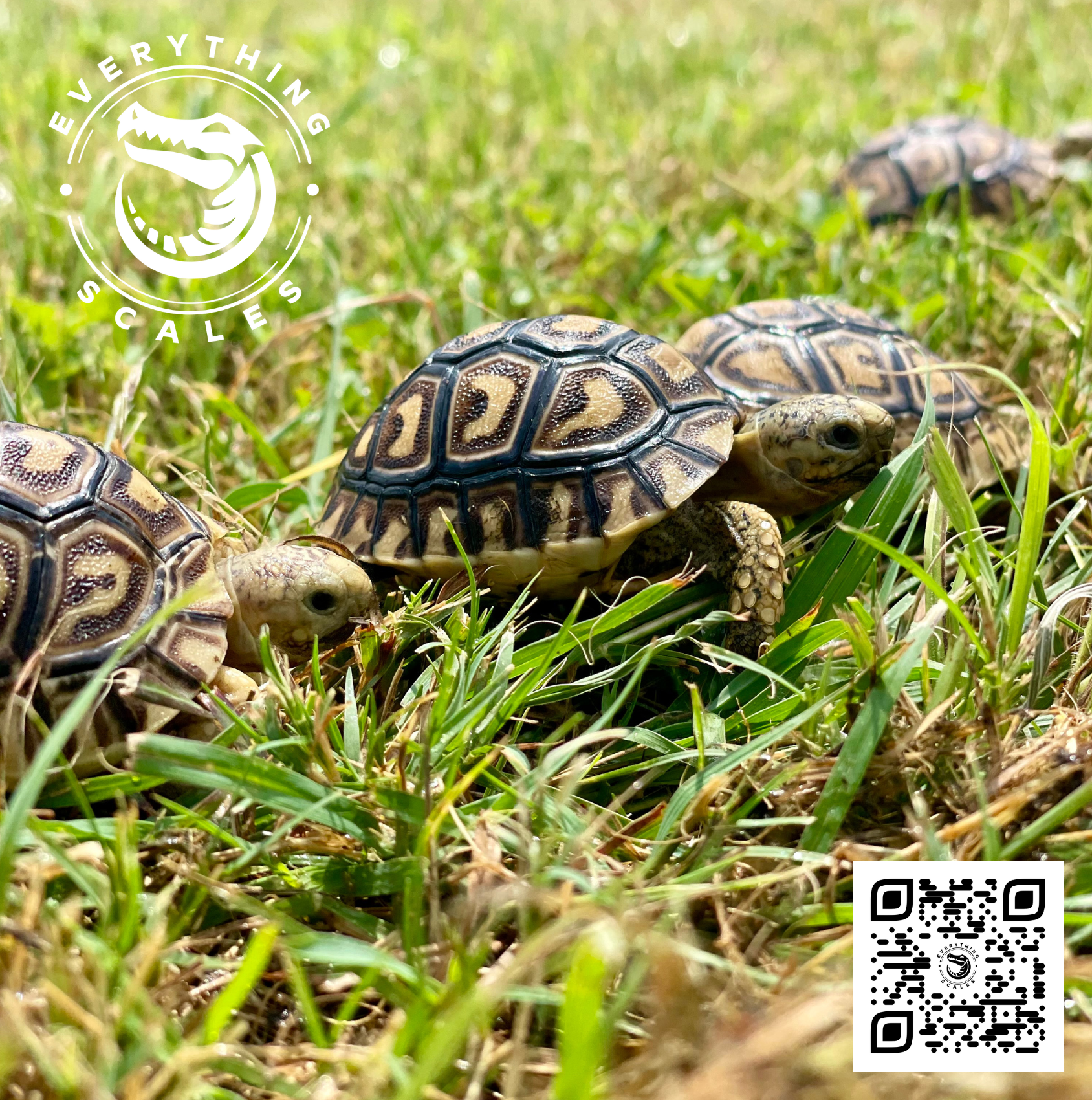 Leopard Tortoises 1.png