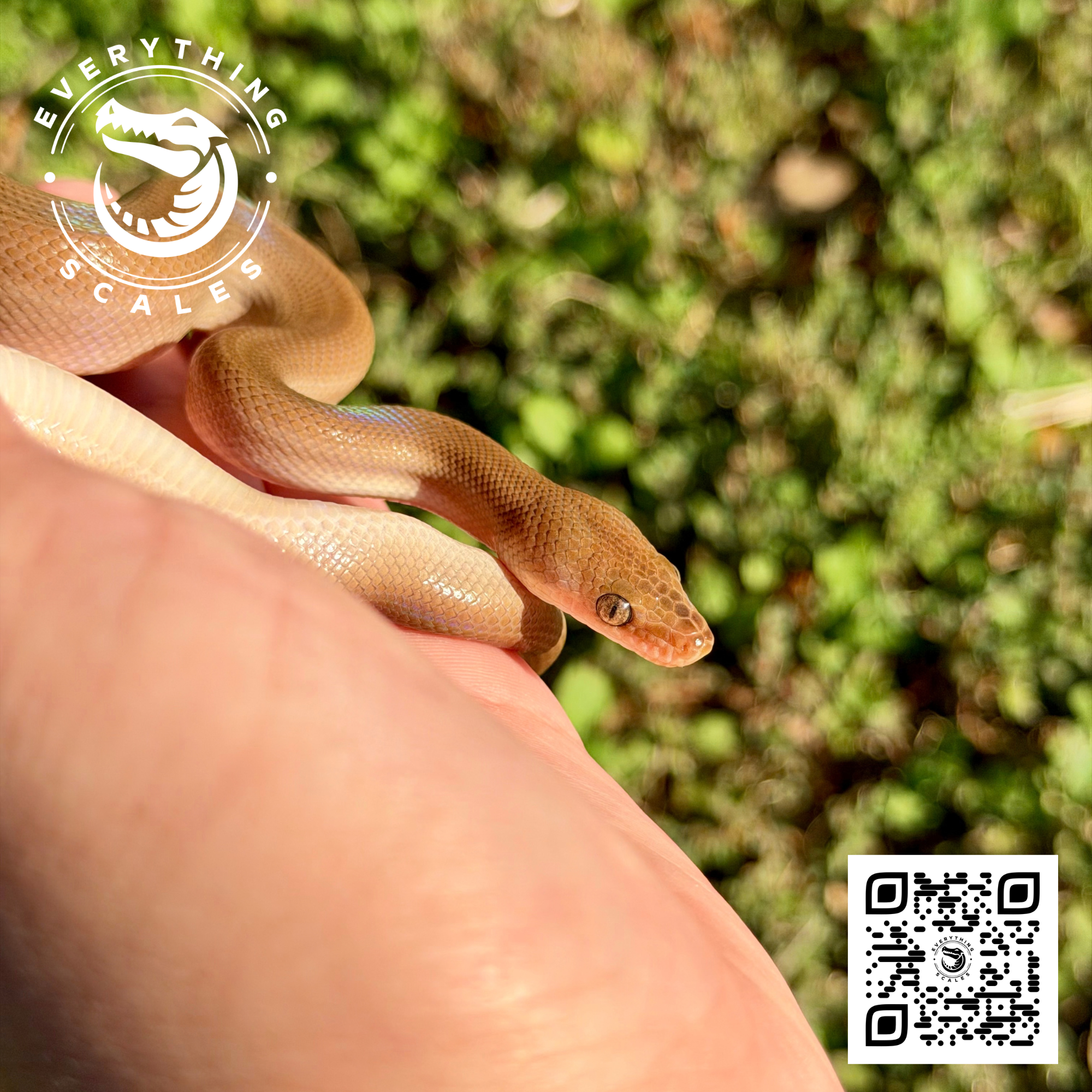 PATTERNLESS COLUMBIAN RAINBOW BOA 2.png