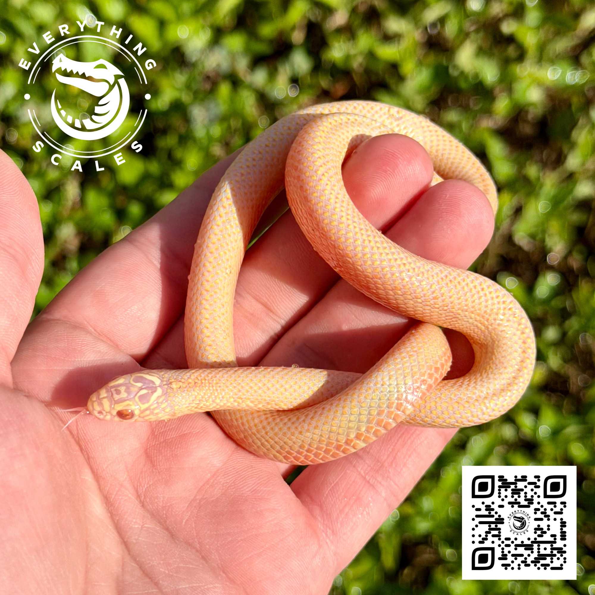 ALBINO GOINI .png