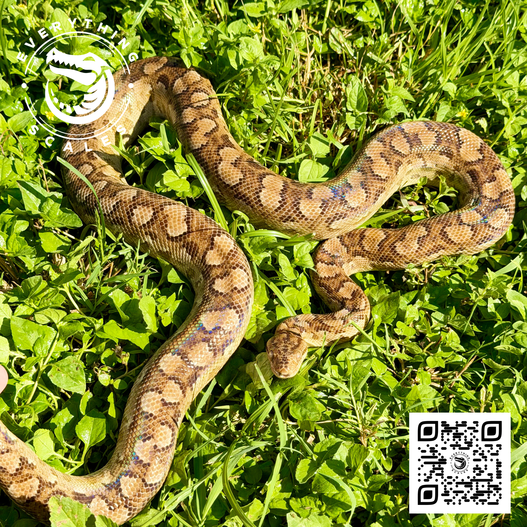 ARGENTINE RAINBOW BOA SUBA.png