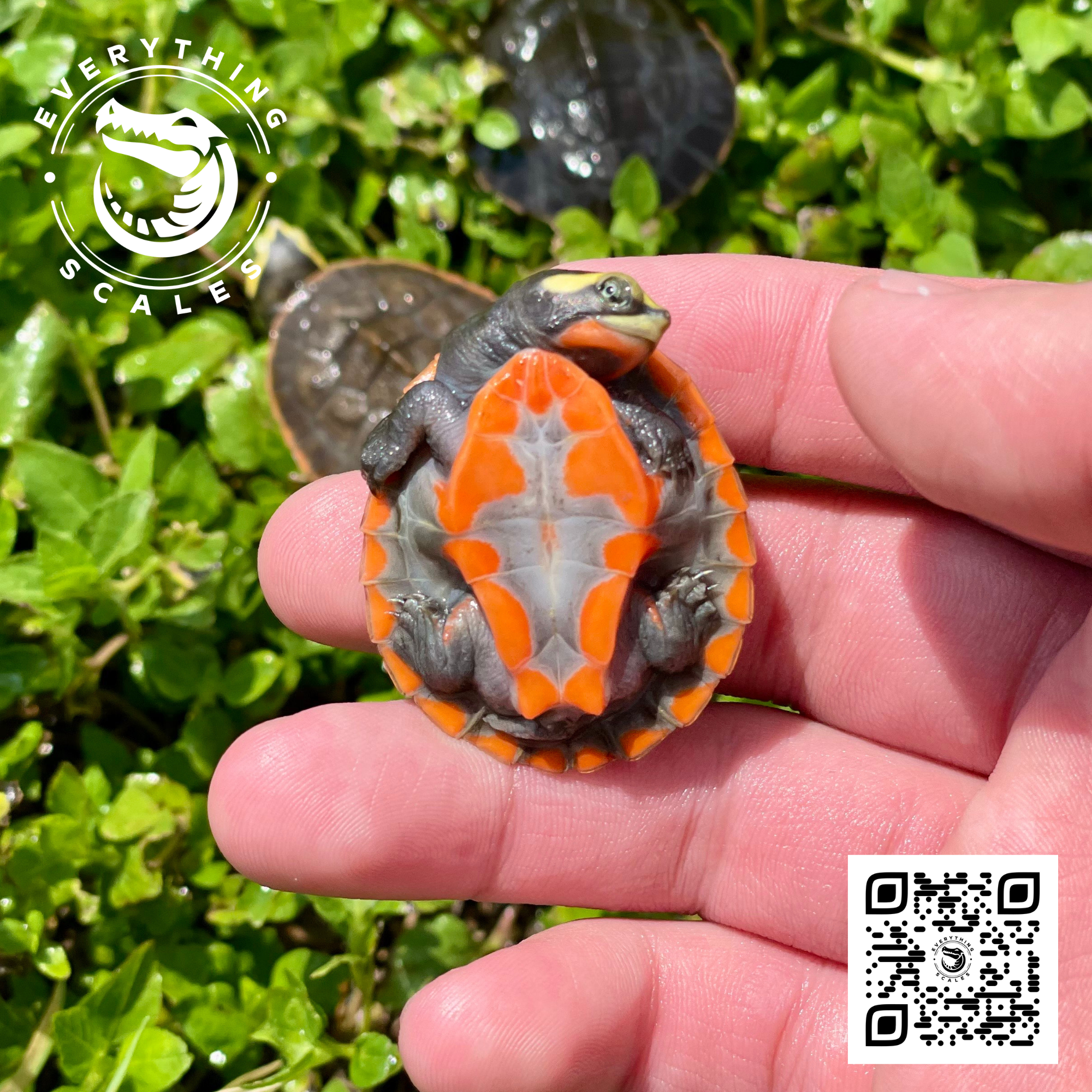 Pinkbelly Sideneck1.png