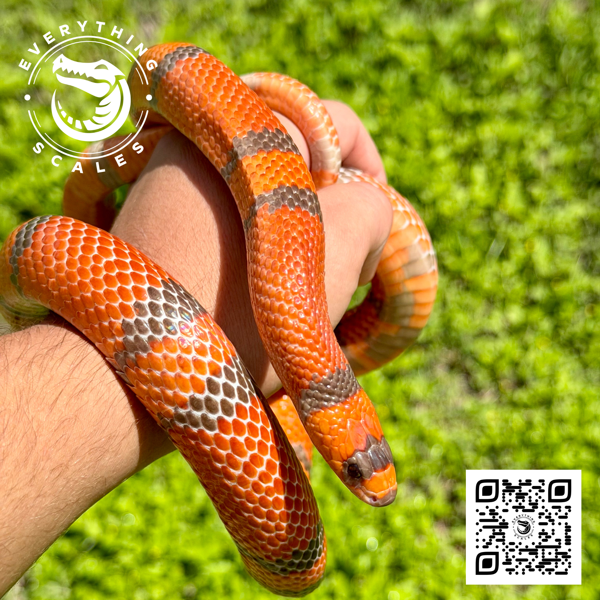 HYPO TANGERINE ADULT 2.png