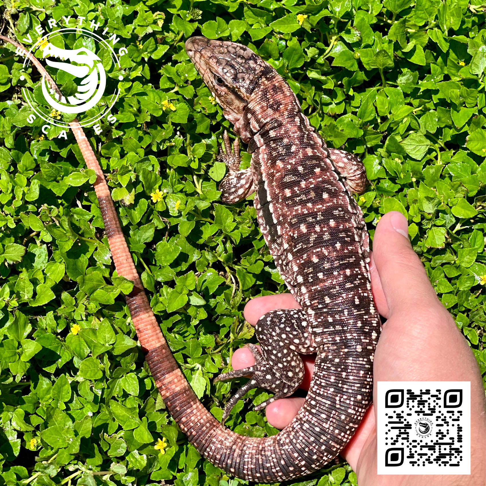 BABY RED TEGU 5.png