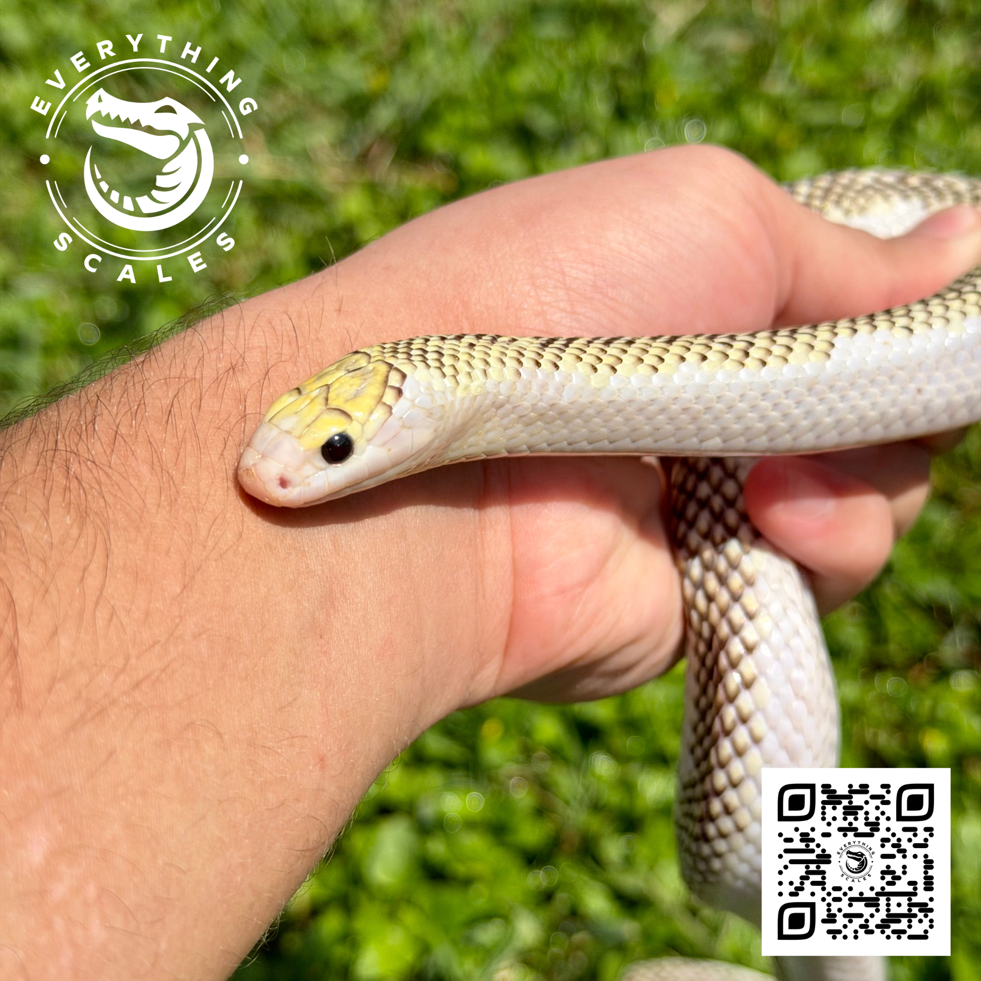 WHITE SIDED BROOKSI ADULT.png
