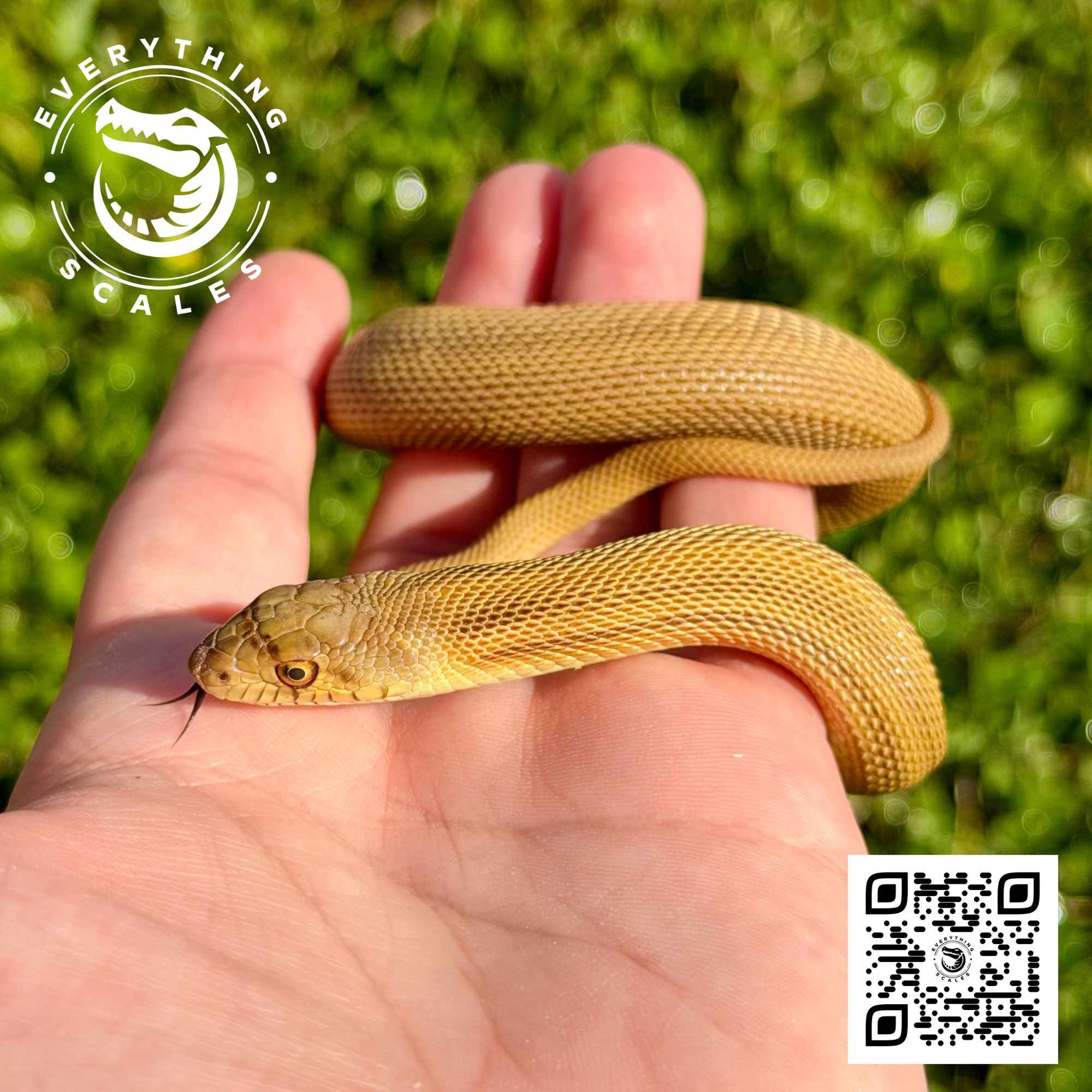 PATTERNLESS BULLSNAKE 5.png