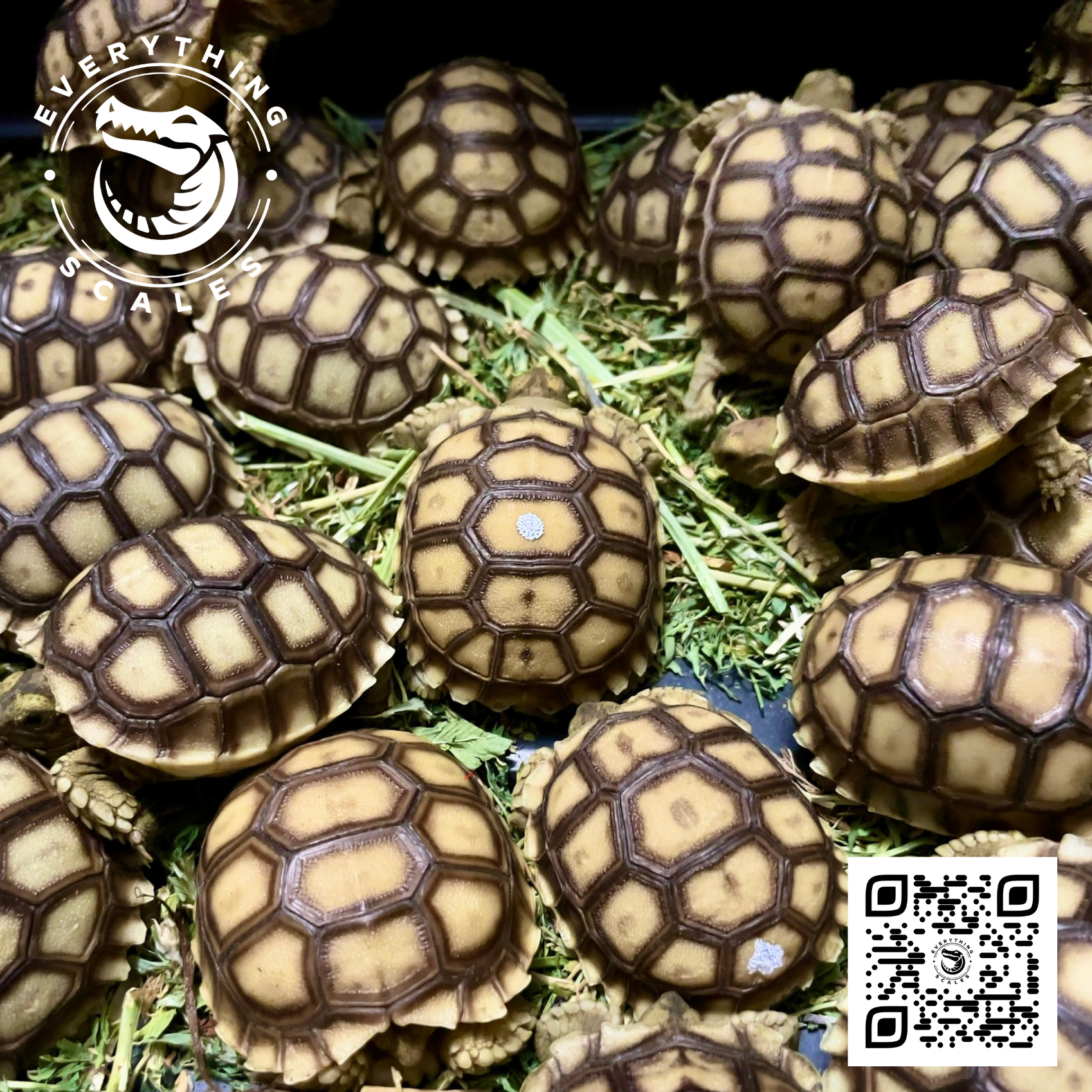 SULCATA BUNCH.png